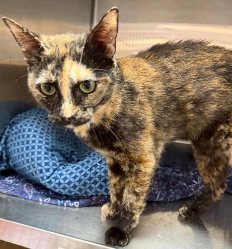 Butterscotch - PSP, Adopted, Young Female Tortoiseshell.