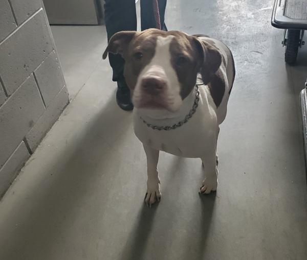 Spinner, Adoptable, Adult Male Mixed Breed.