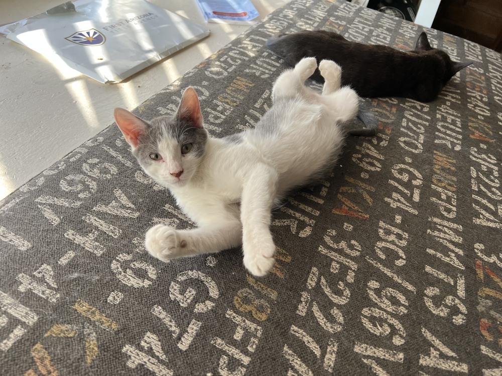 Enlarge Scooter, a Adopted Domestic Short Hair in Thatcher, AZ image 1/1