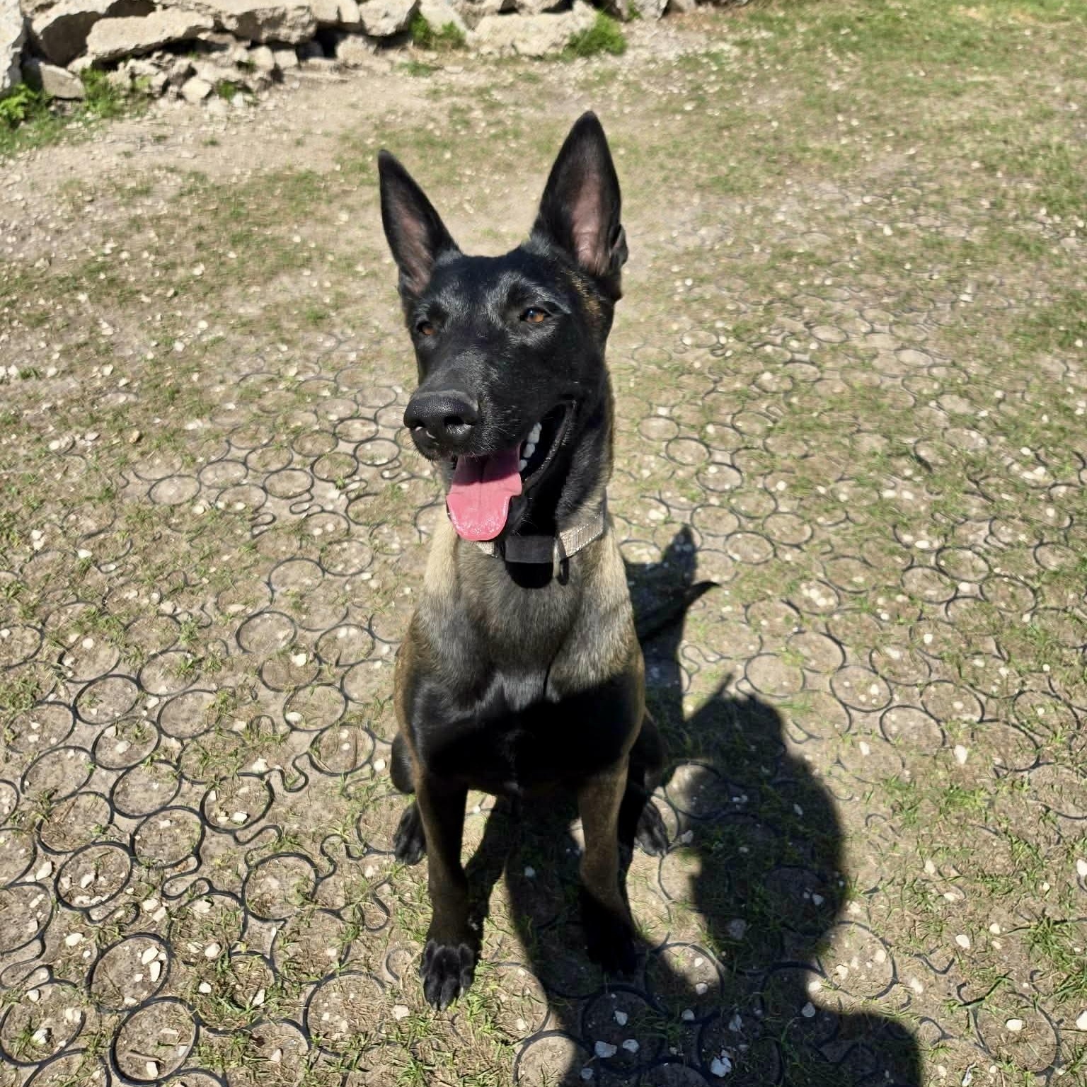 Caria, an adopted Belgian Shepherd / Malinois in Baytown, TX image 1/6