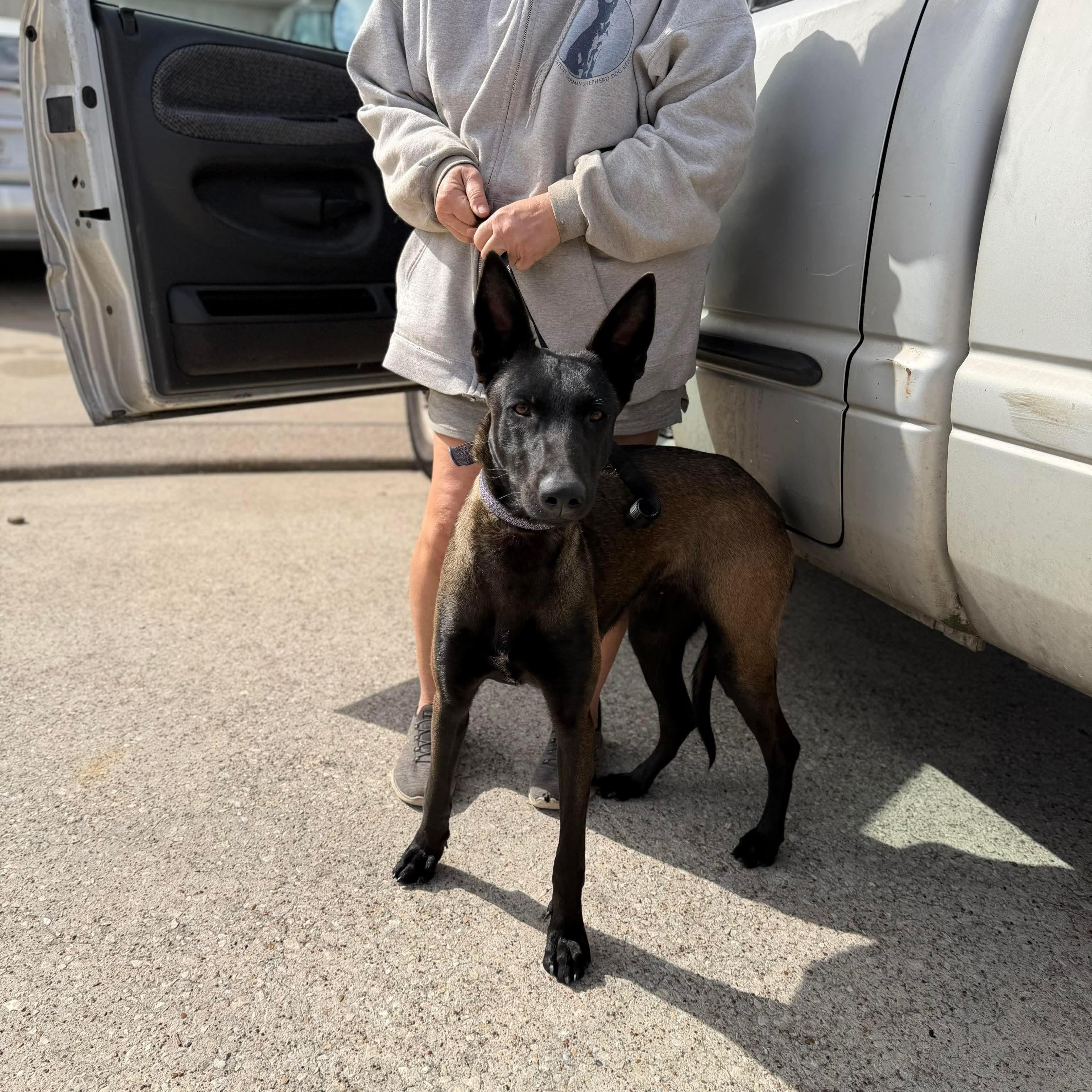 Caria, an adopted Belgian Shepherd / Malinois in Baytown, TX image 5/6