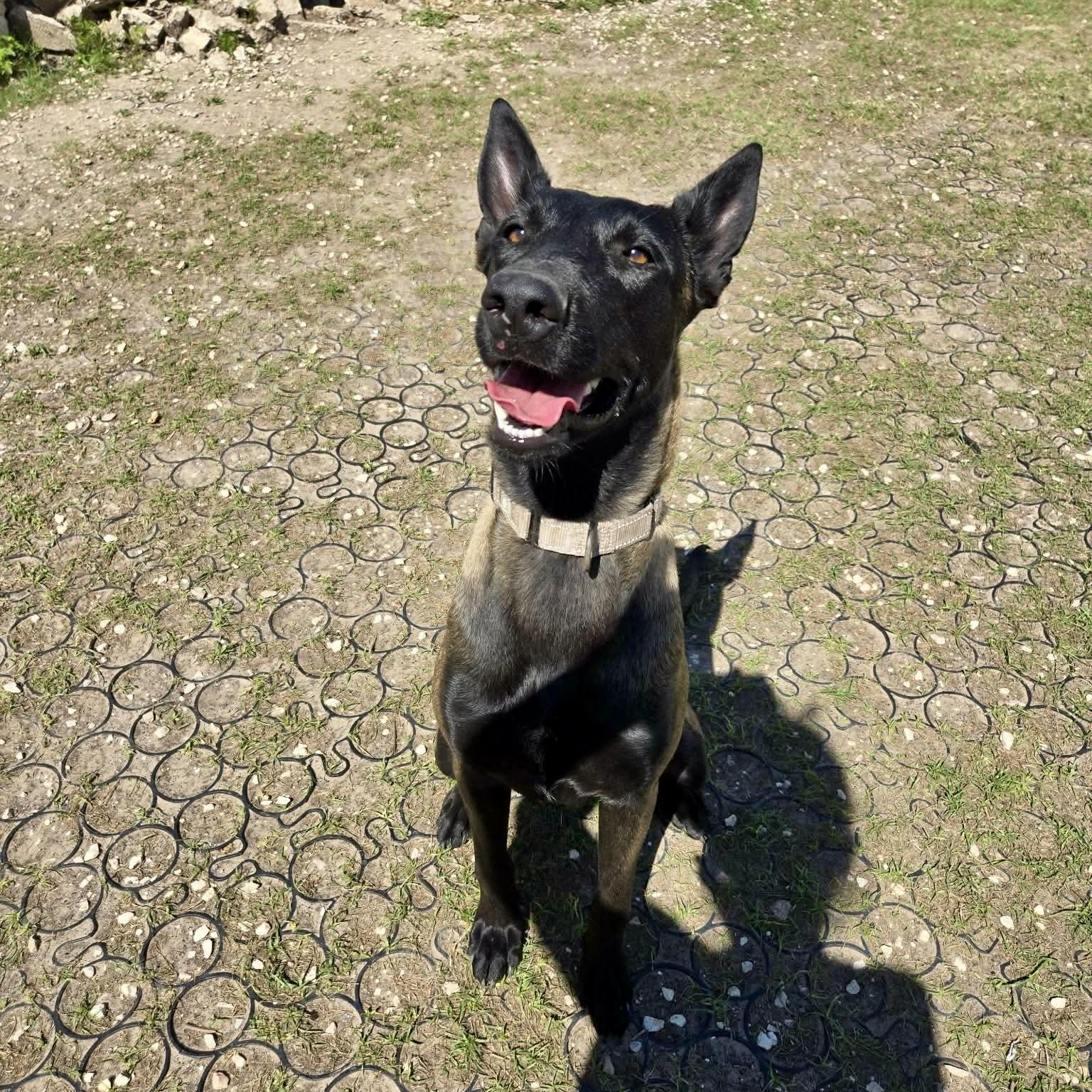 Caria, an adopted Belgian Shepherd / Malinois in Baytown, TX image 3/6