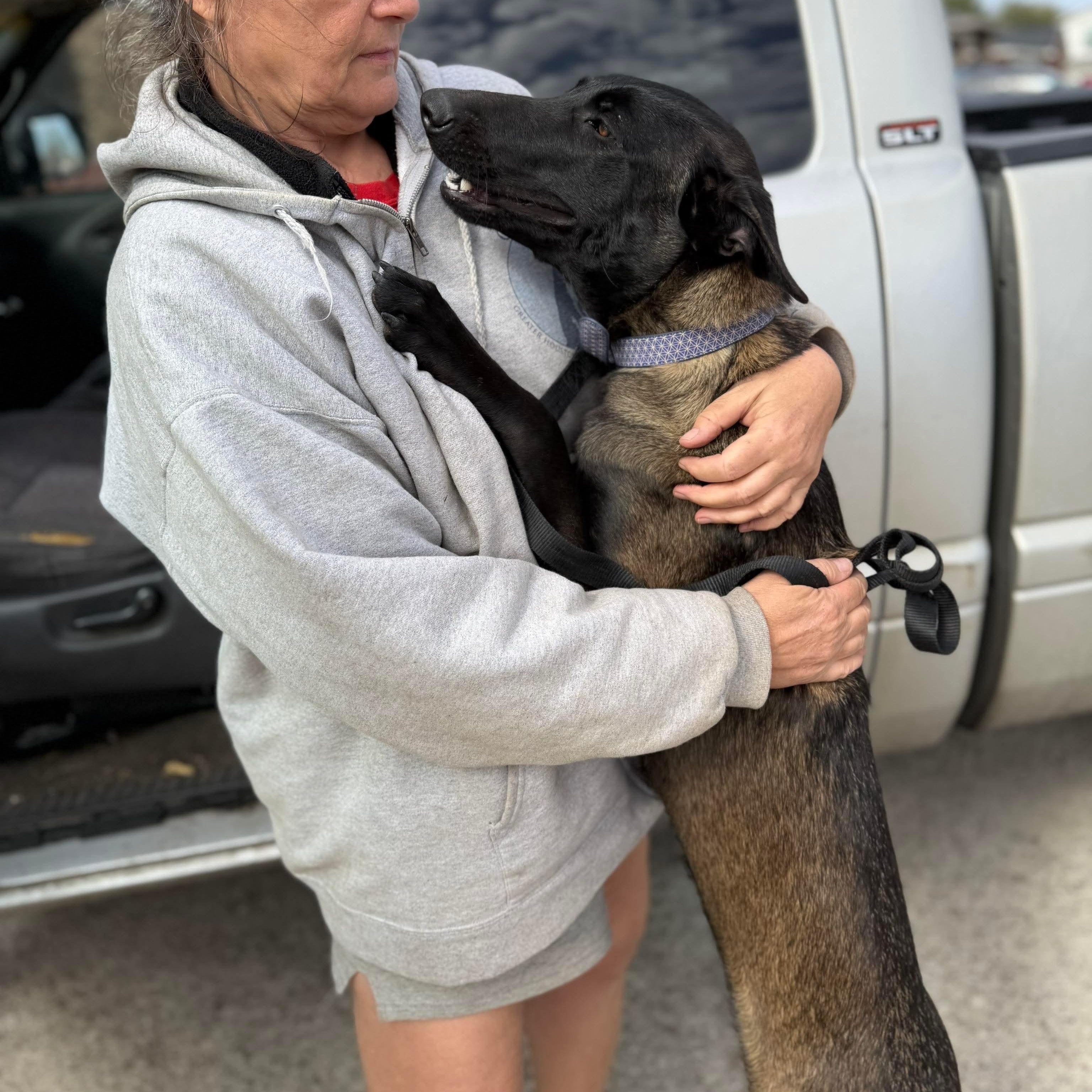 Caria, an adopted Belgian Shepherd / Malinois in Baytown, TX image 6/6