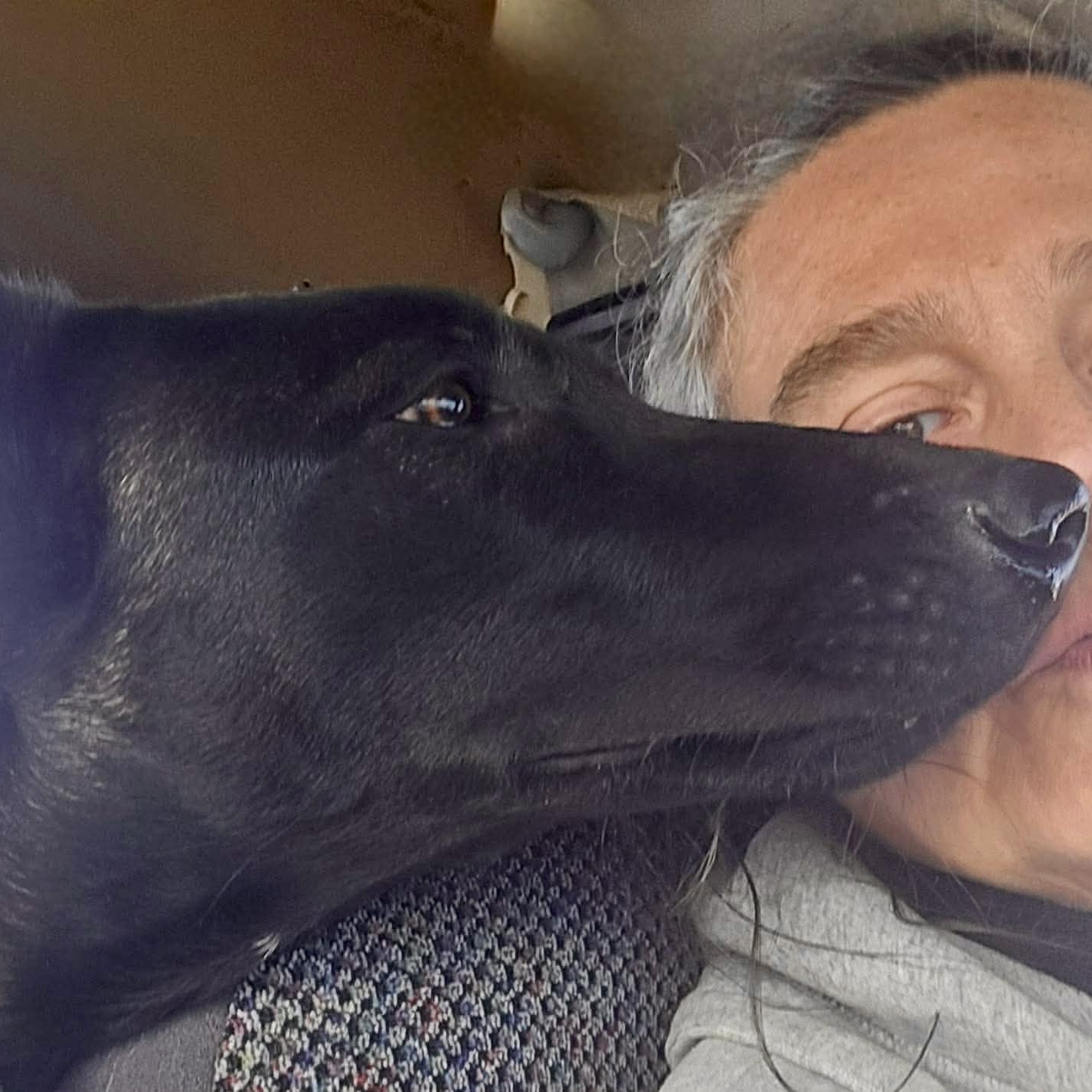 Caria, an adopted Belgian Shepherd / Malinois in Baytown, TX image 2/6