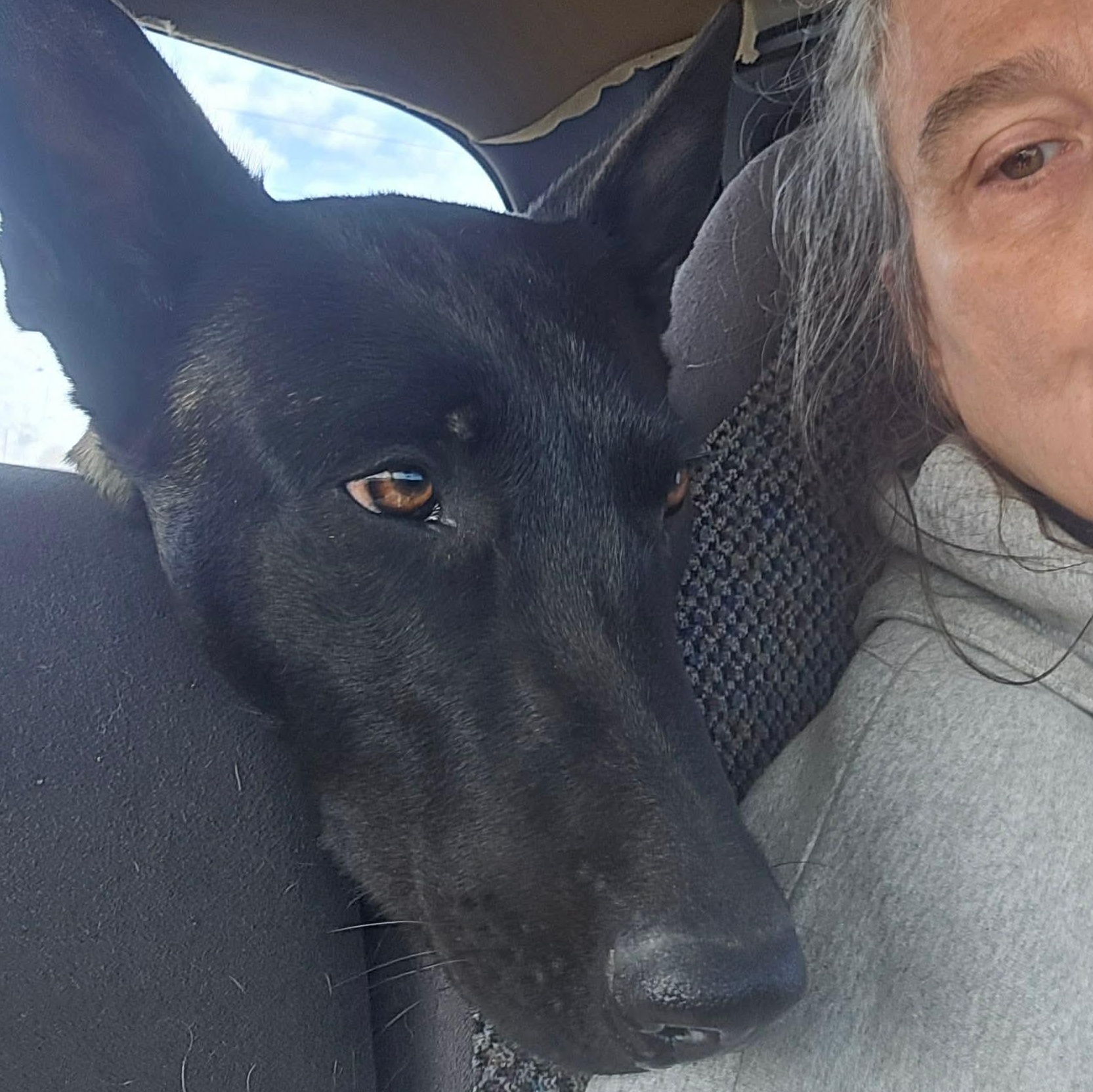 Caria, an adopted Belgian Shepherd / Malinois in Baytown, TX image 4/6