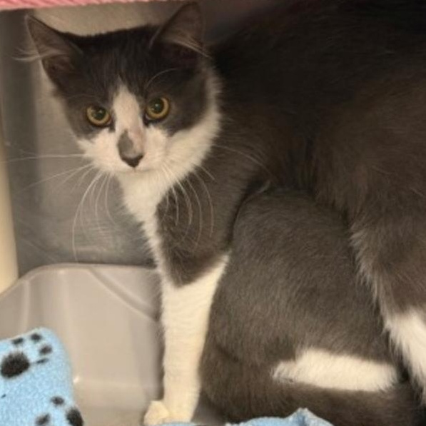 Enlarge Wren, a Adoptable mixed breed in Marshall, NC image 1/1