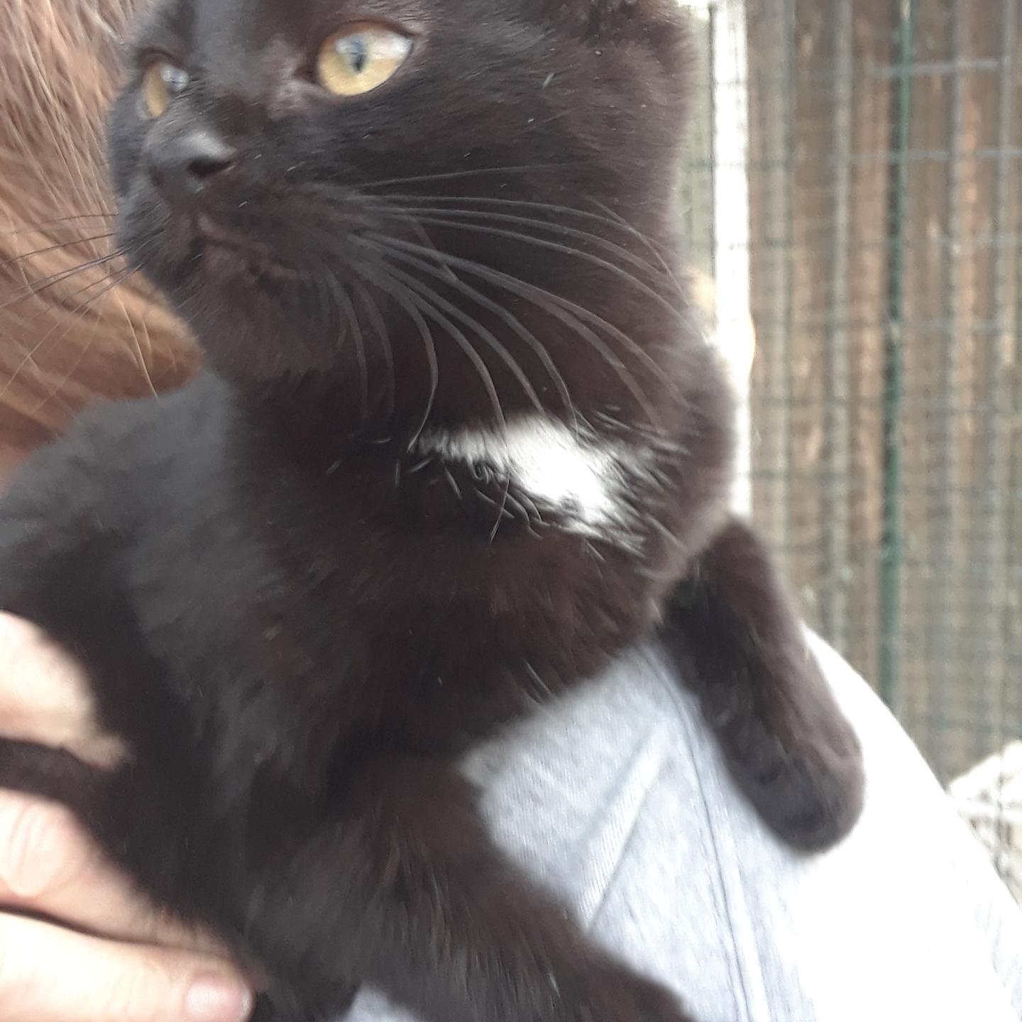 Monday, Monday, a Adoptable Domestic Short Hair in Millerton, PA image 4/5