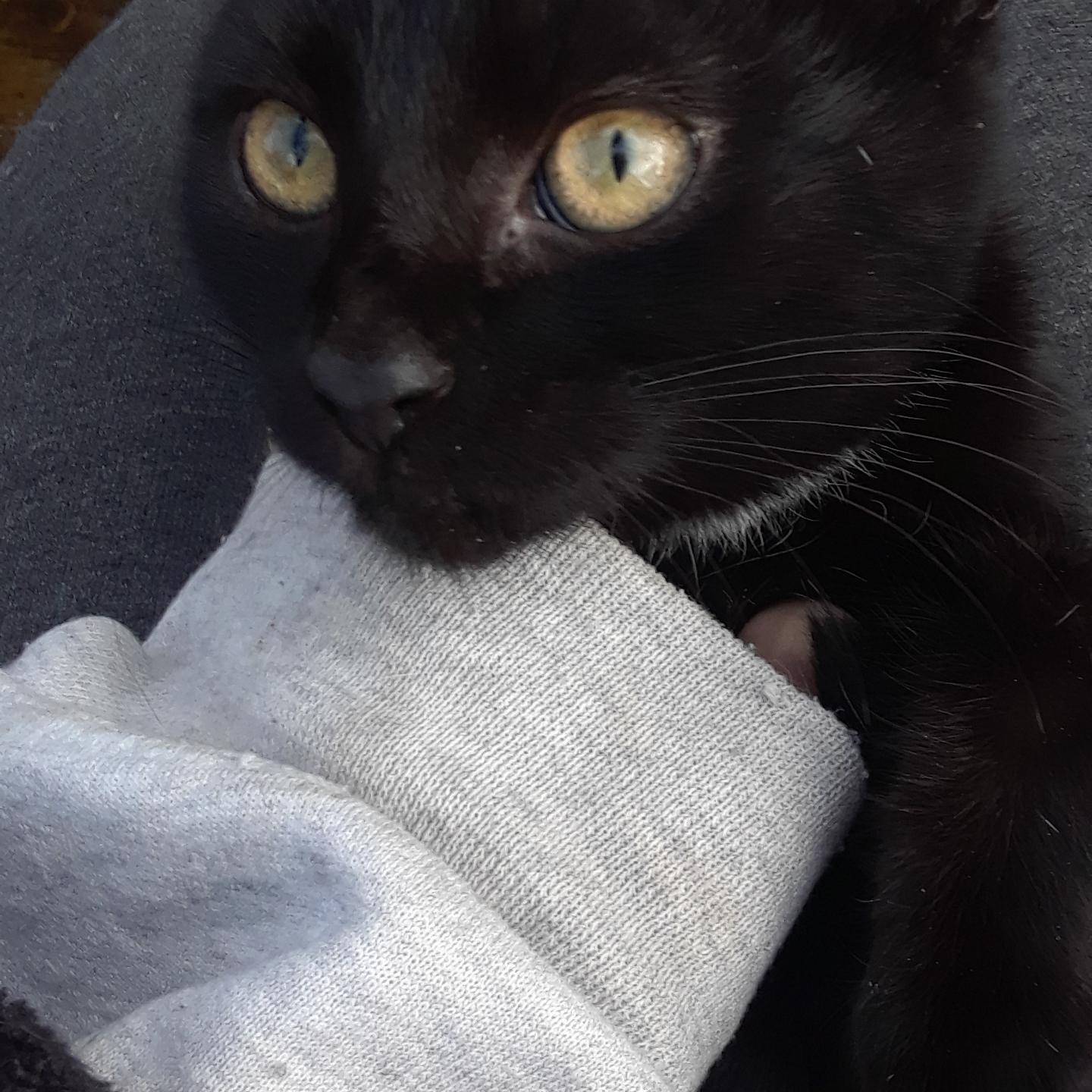 Monday, Monday, a Adoptable Domestic Short Hair in Millerton, PA image 6/6