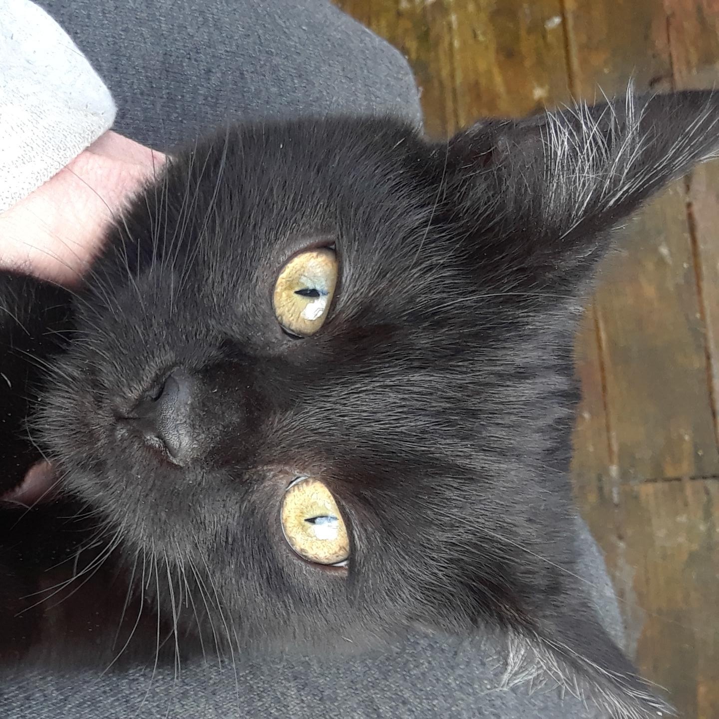 Monday, Monday, a Adoptable Domestic Short Hair in Millerton, PA image 2/5