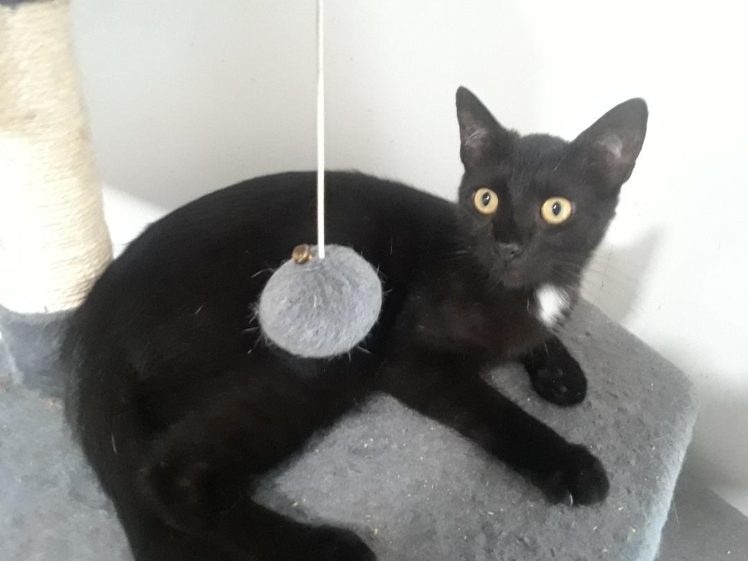 Monday, Monday, a Adoptable Domestic Short Hair in Millerton, PA image 3/5