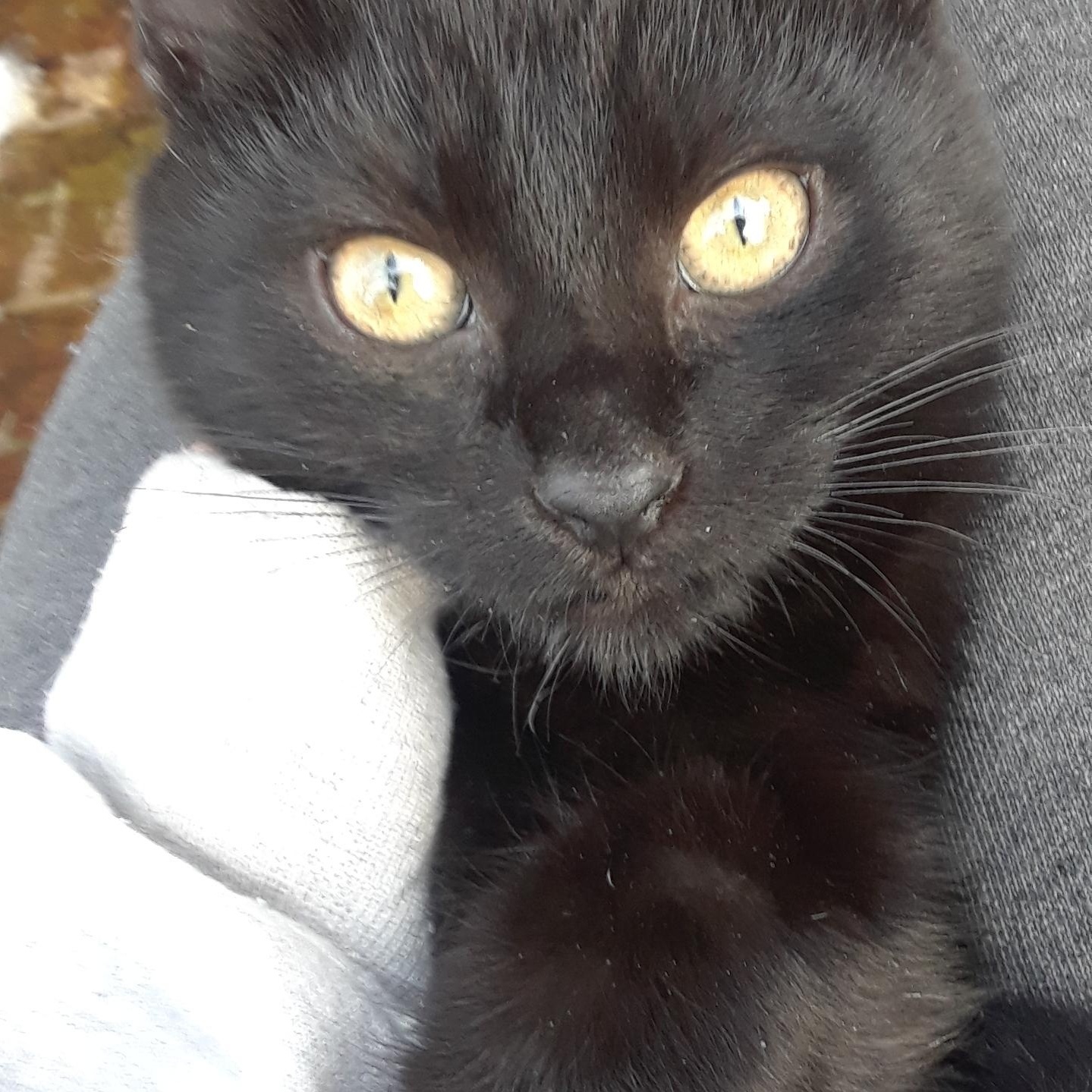 Monday, Monday, Adoptable, Adult Female Domestic Short Hair.