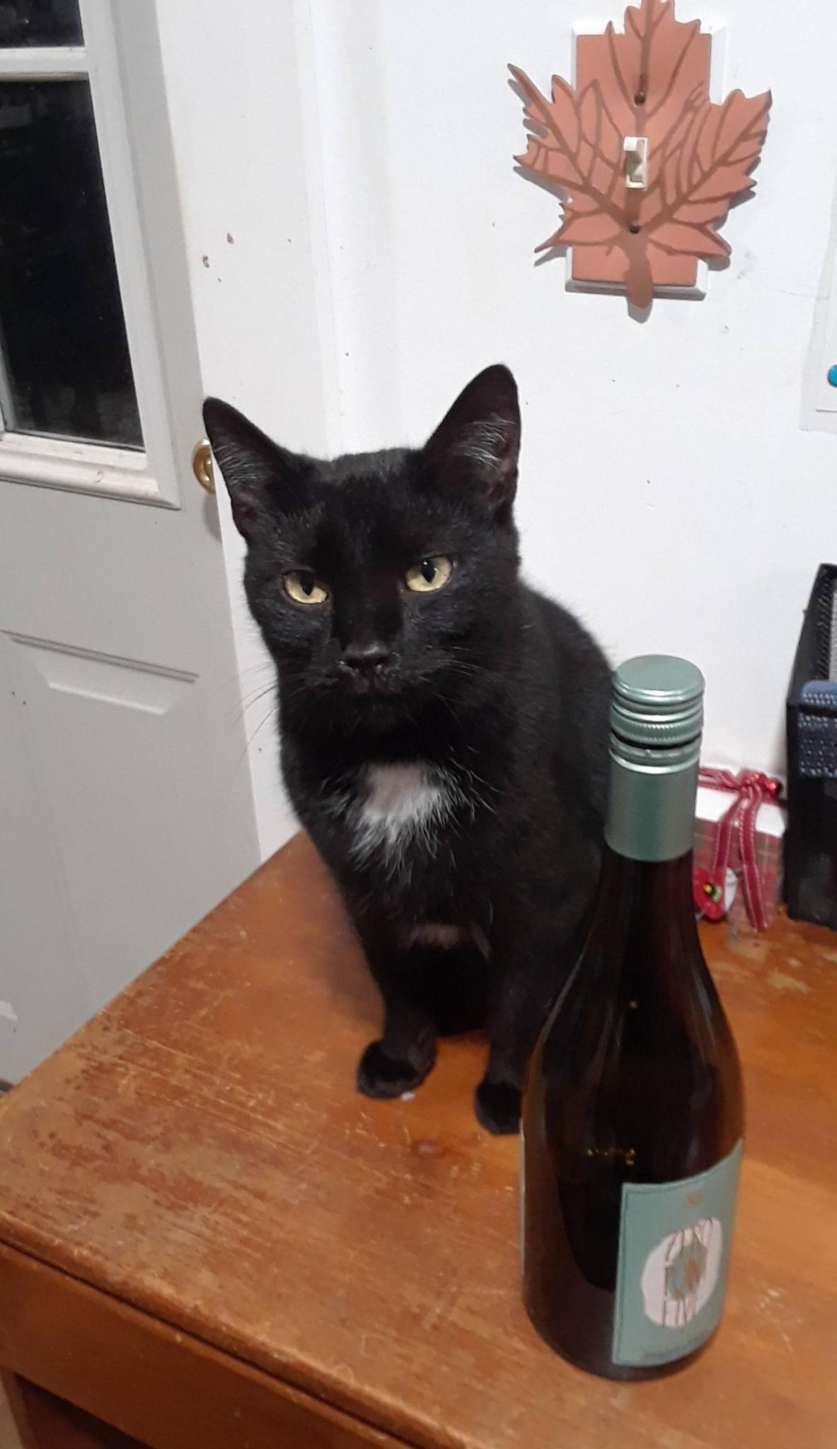 Monday, Monday, a Adoptable Domestic Short Hair in Millerton, PA image 3/6