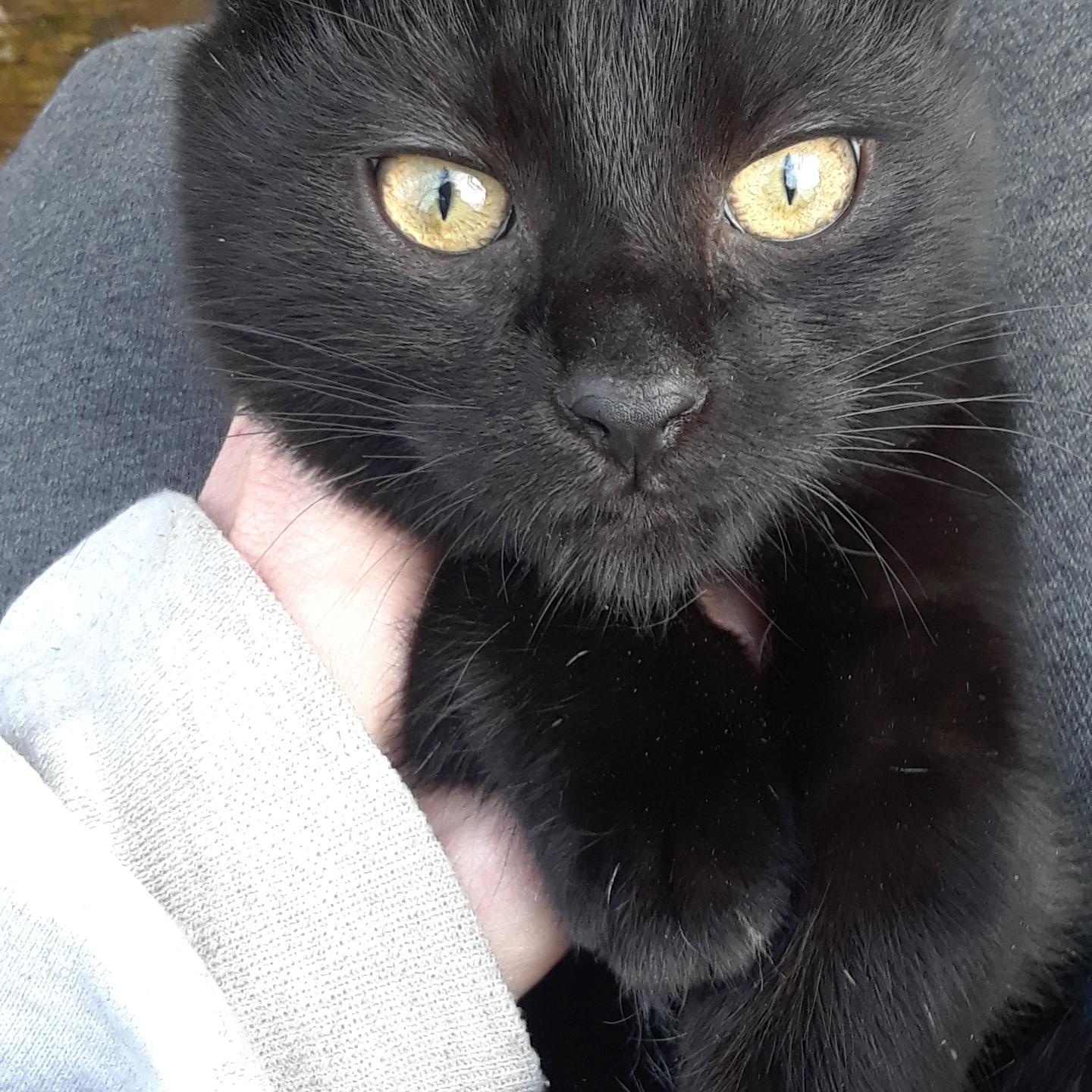 Monday, Monday, a Adoptable Domestic Short Hair in Millerton, PA image 5/6
