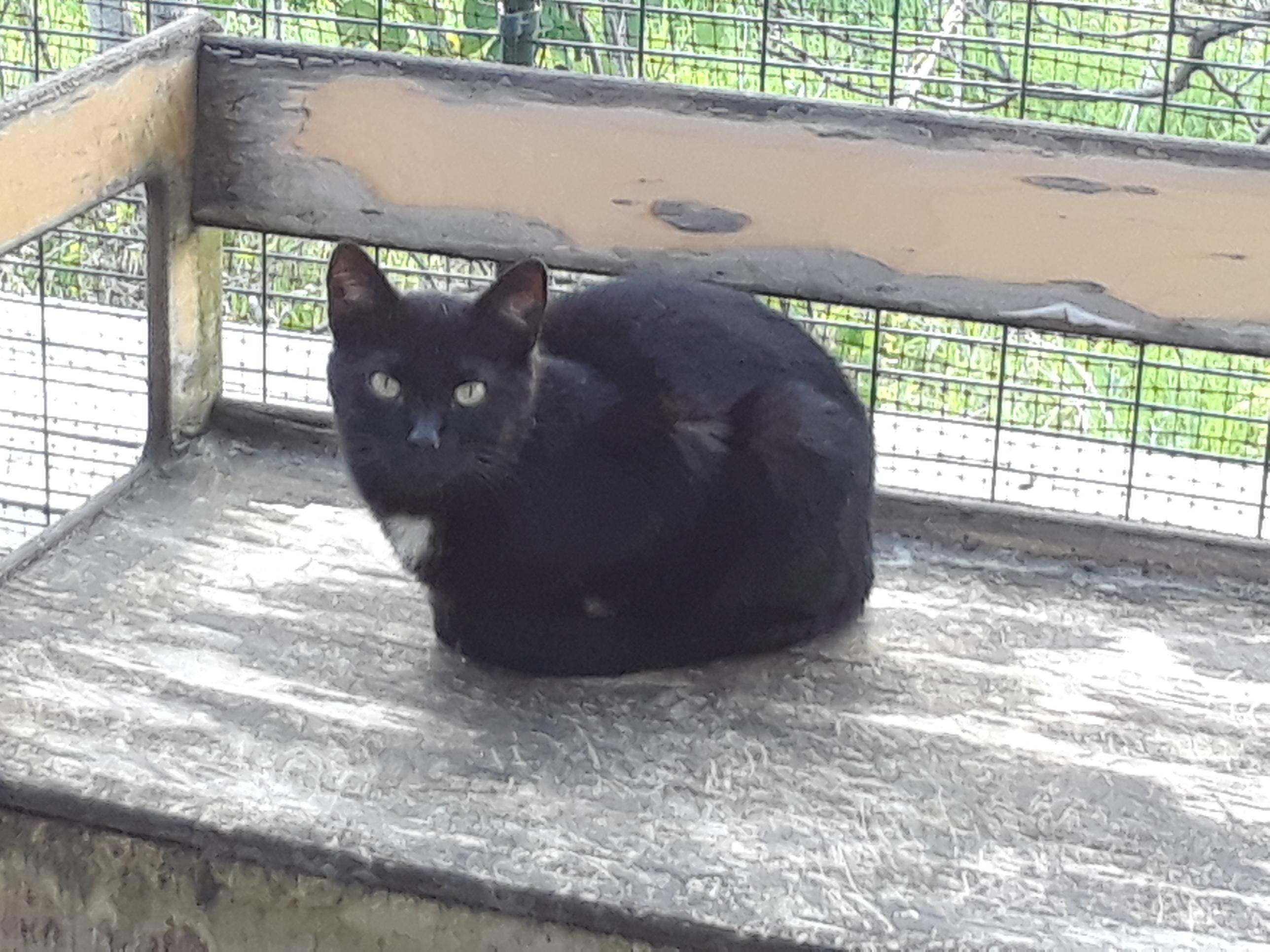 Monday, Monday, a Adoptable Domestic Short Hair in Millerton, PA image 4/6