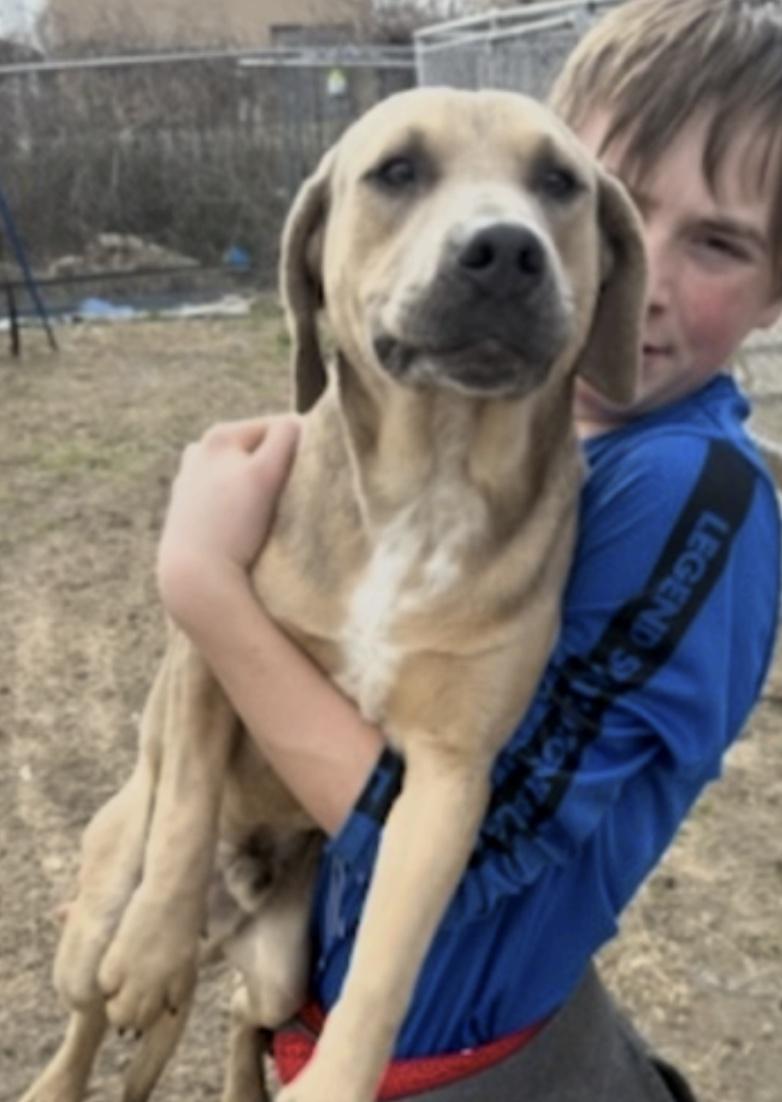 Diesel, ADOPTABLE, Puppy Male Labrador Retriever & Mixed Breed.