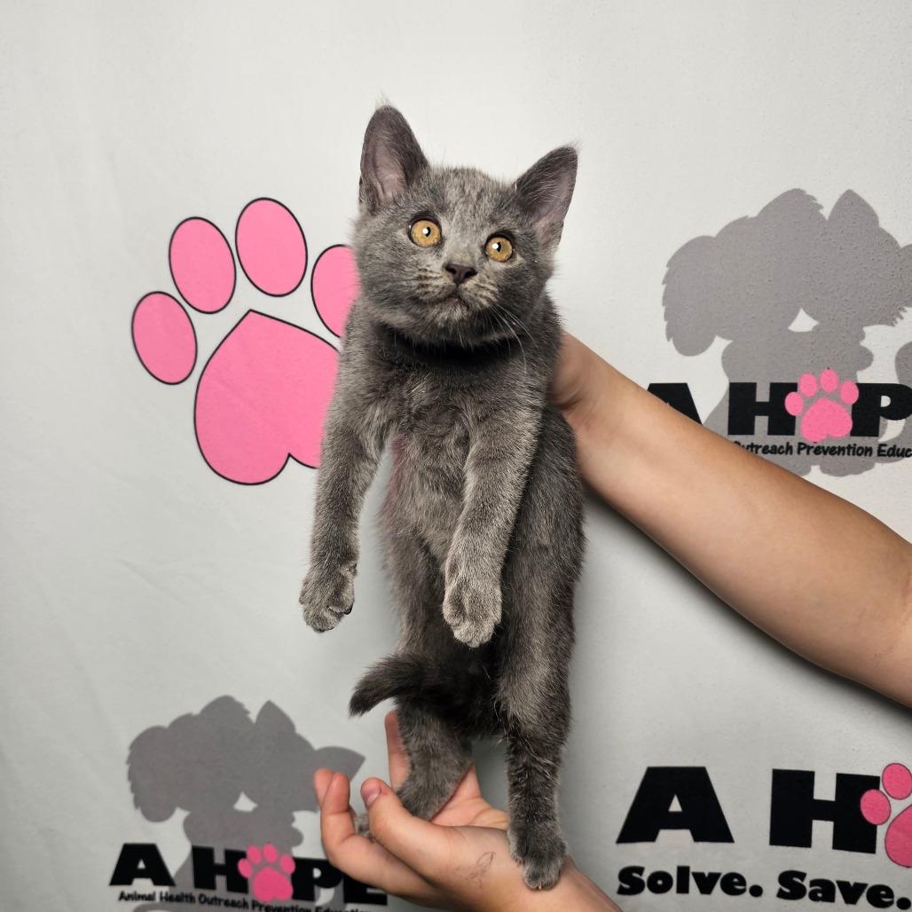 Lakeview Blue, Adoptable, Kitten Male Russian Blue.