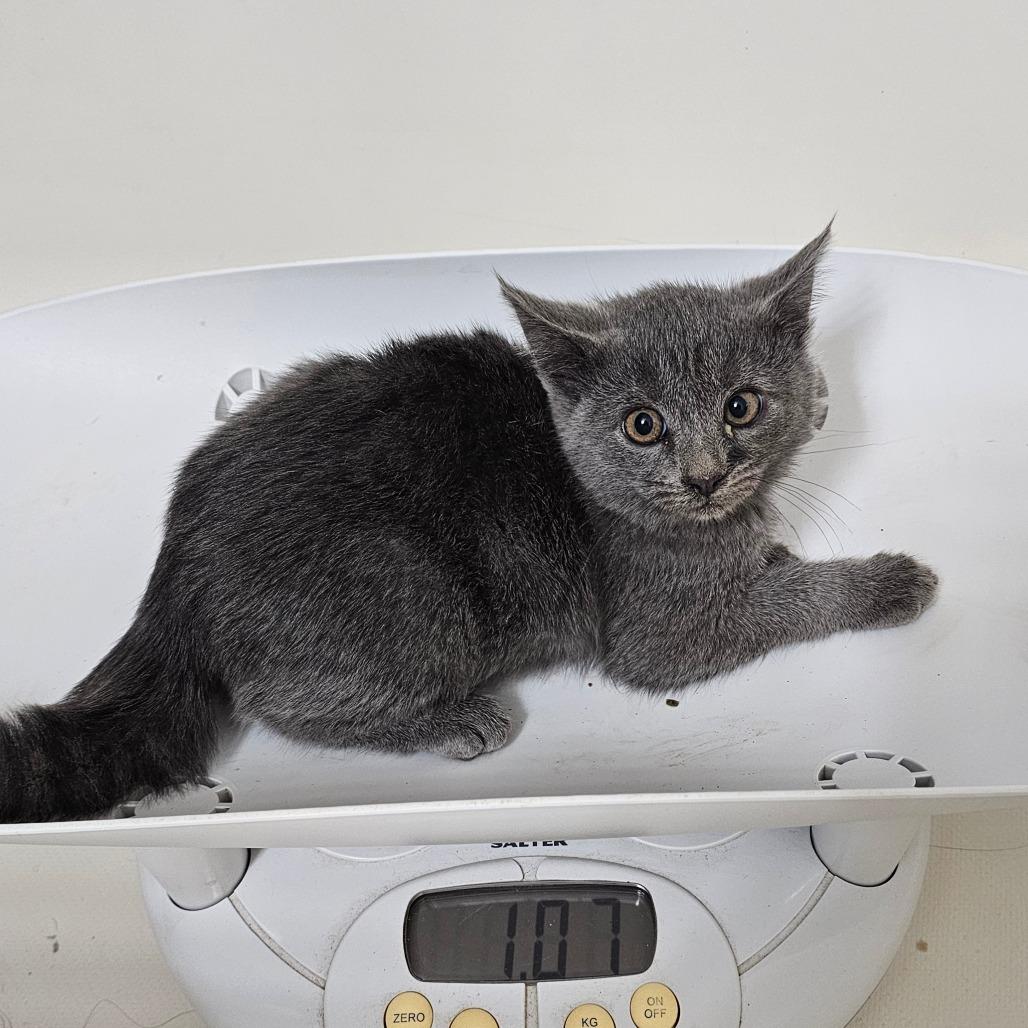 Enlarge Lakeview Blue, a Adoptable mixed breed in Milton, FL image 3/3