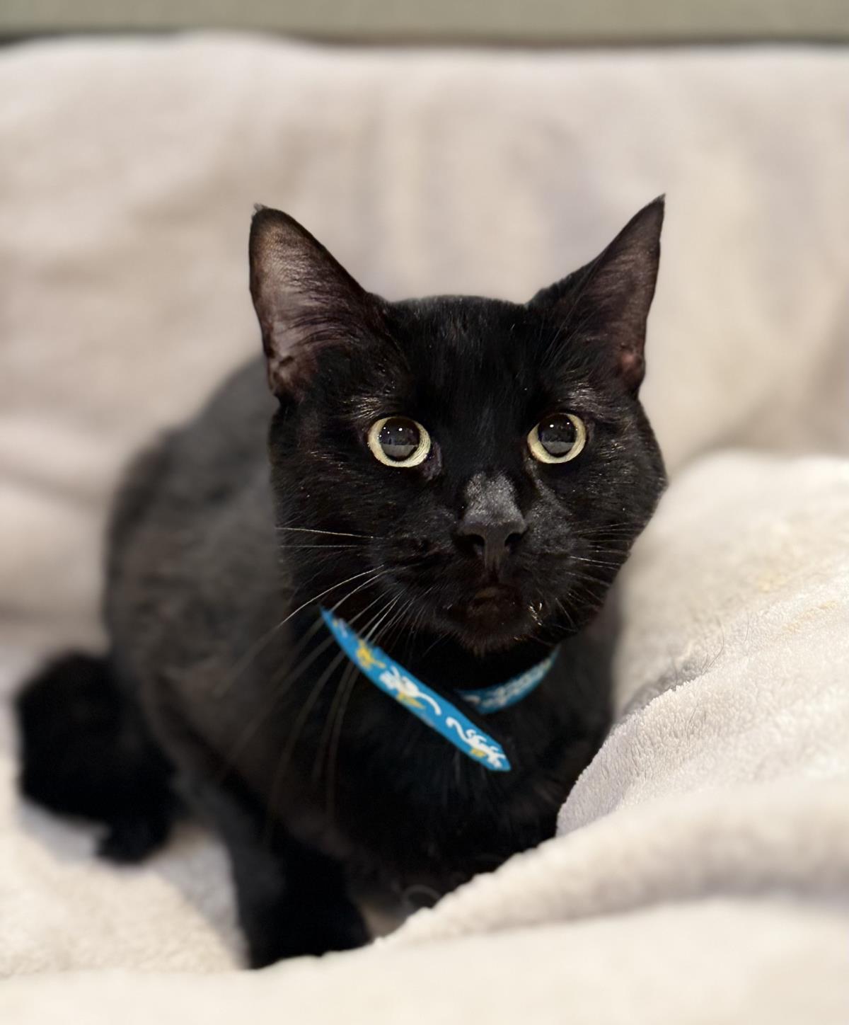 Luka Bella (Petra), a Adoptable mixed breed in Lincoln, CA image 1/2
