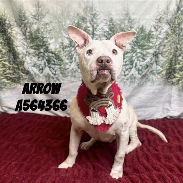 ARROW, Adoptable, Adult Male Pit Bull Terrier.