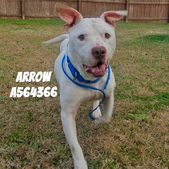 Enlarge ARROW, a Adoptable Pit Bull Terrier in Huntsville, AL image 1/1