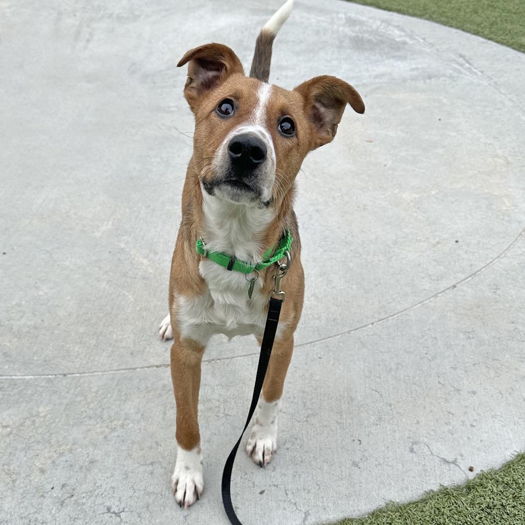 Bard, Adoptable, Young Male Mixed Breed.