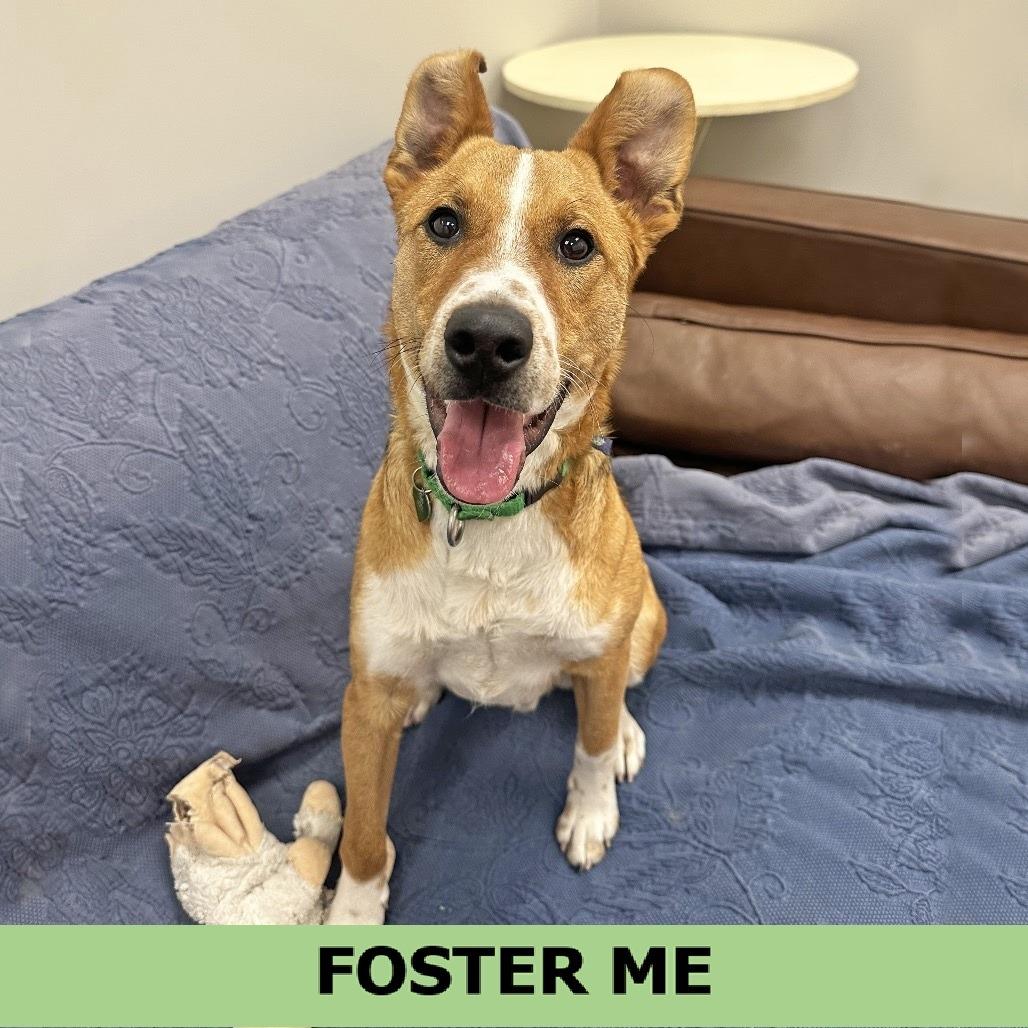 Bard, Adoptable, Young Male Mixed Breed.