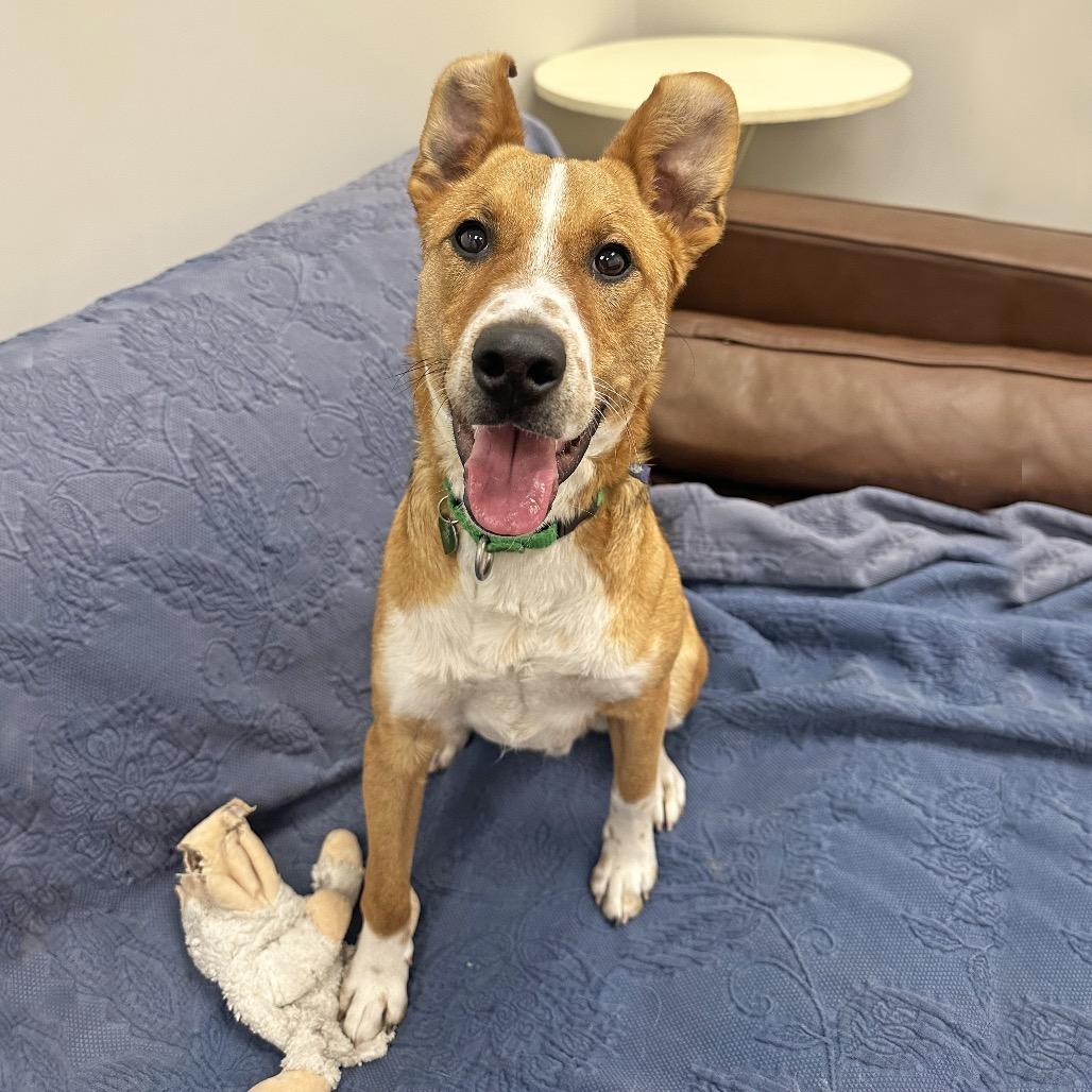 Bard, Adoptable, Young Male Mixed Breed.