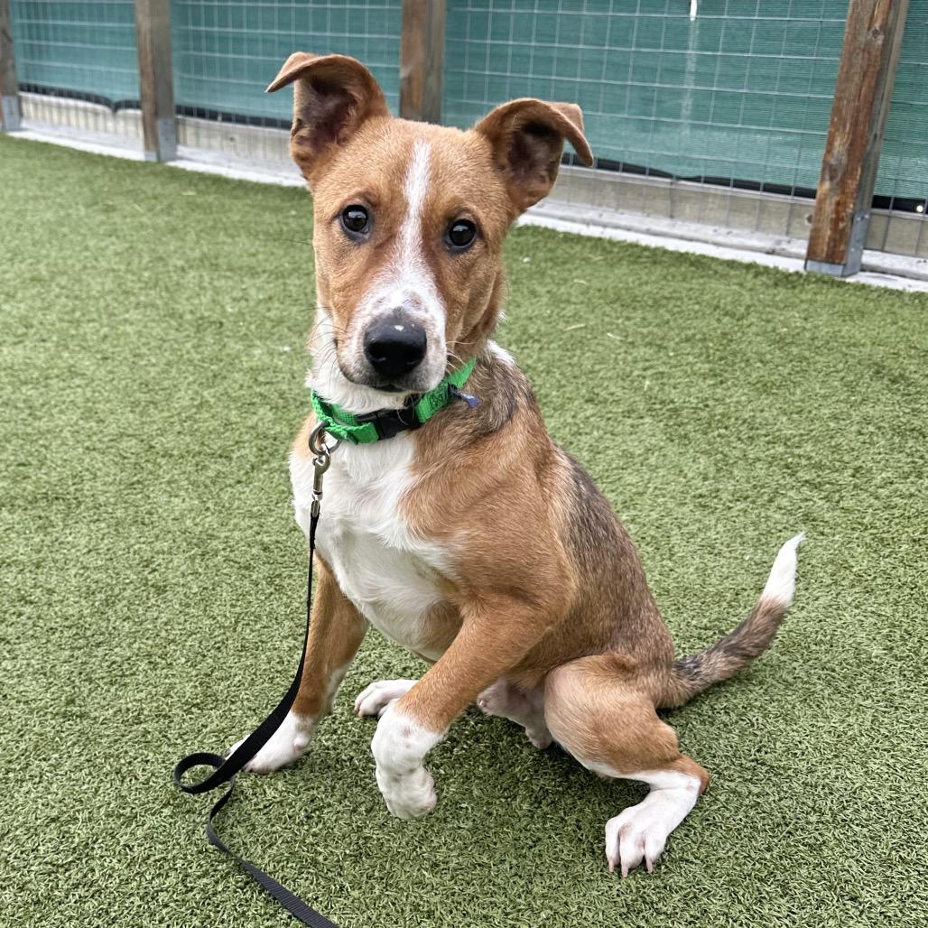 Enlarge Bard, a Adoptable Mixed Breed in Hailey, ID image 2/6