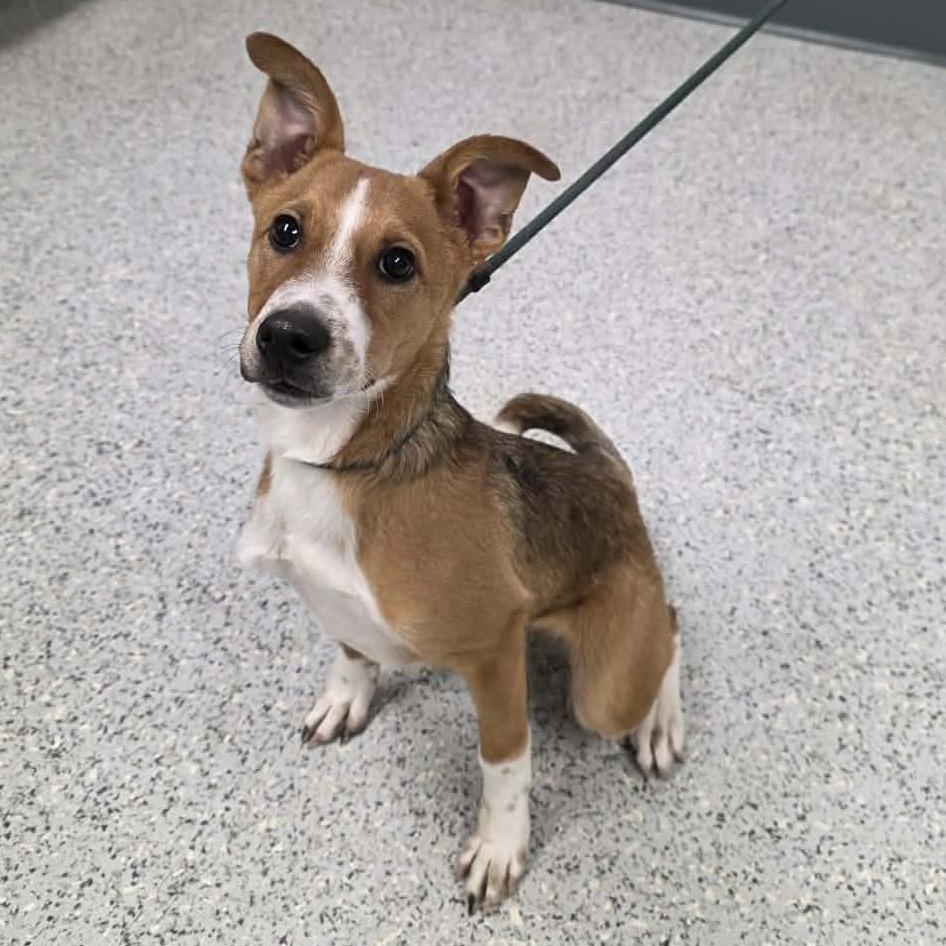 Enlarge Bard, a Adoptable Mixed Breed in Hailey, ID image 3/6