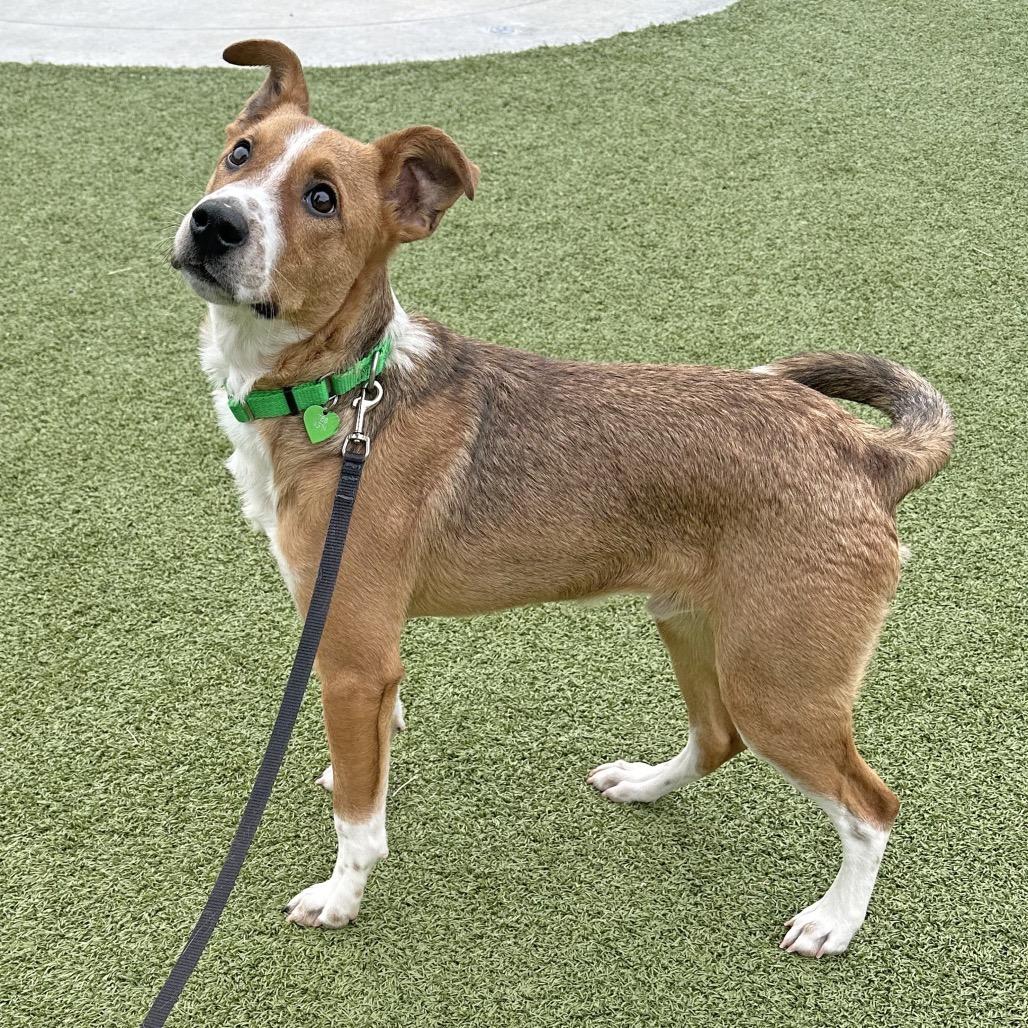 Enlarge Bard, a Adoptable Mixed Breed in Hailey, ID image 4/6