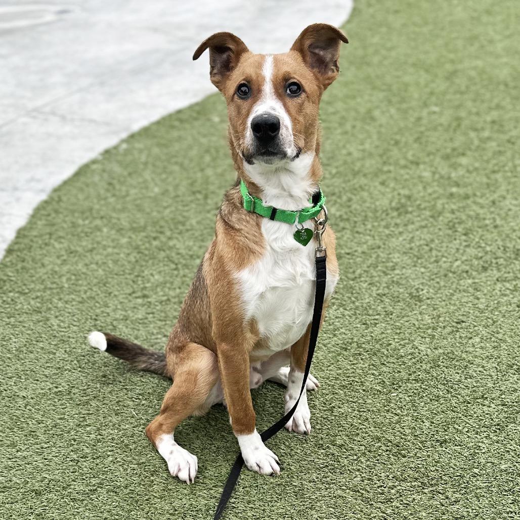 Enlarge Bard, a Adoptable Mixed Breed in Hailey, ID image 5/6