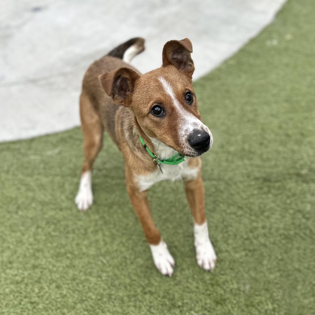 Enlarge Bard, a Adoptable Mixed Breed in Hailey, ID image 6/6