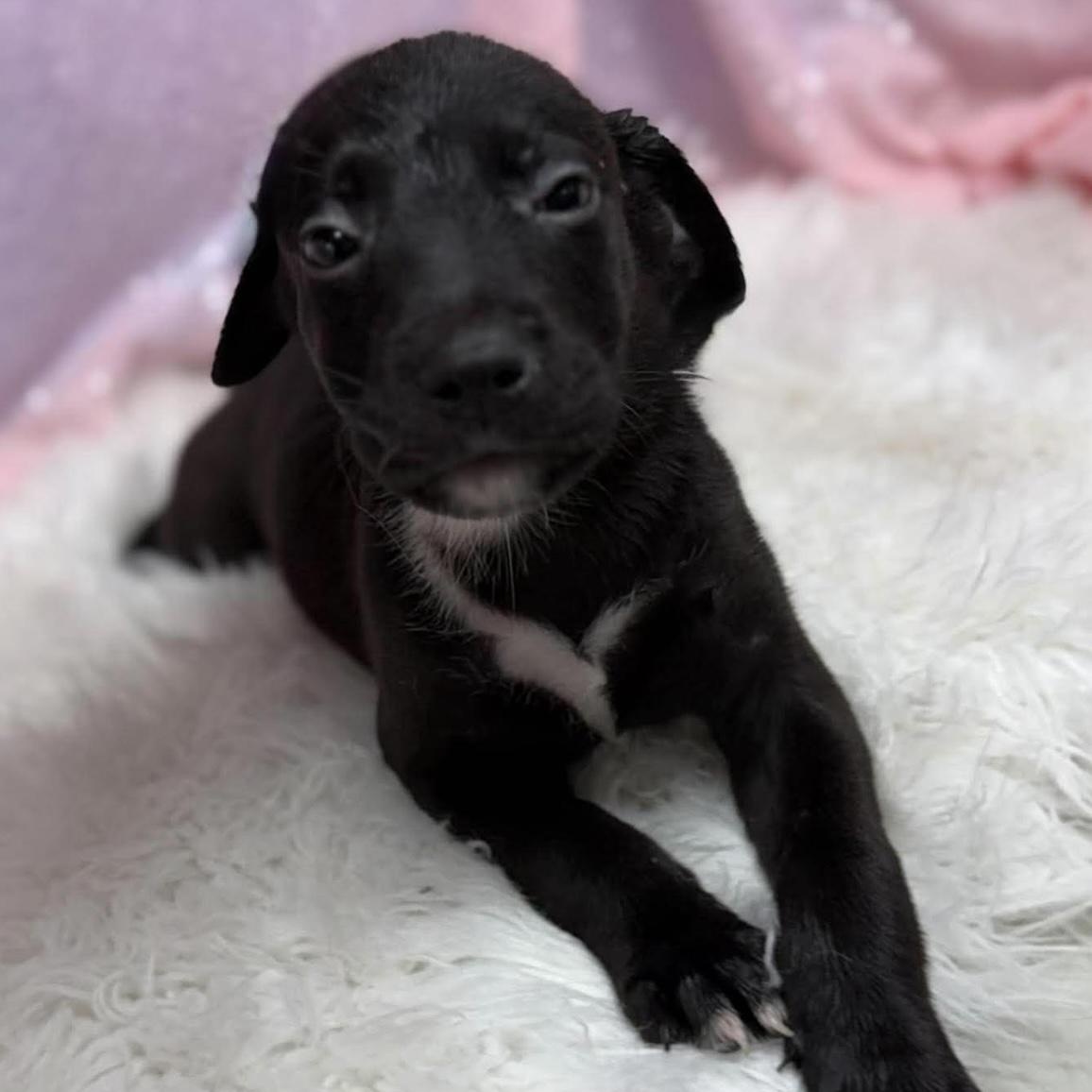 Feta, Adoptable, Puppy Female Retriever & Mixed Breed.