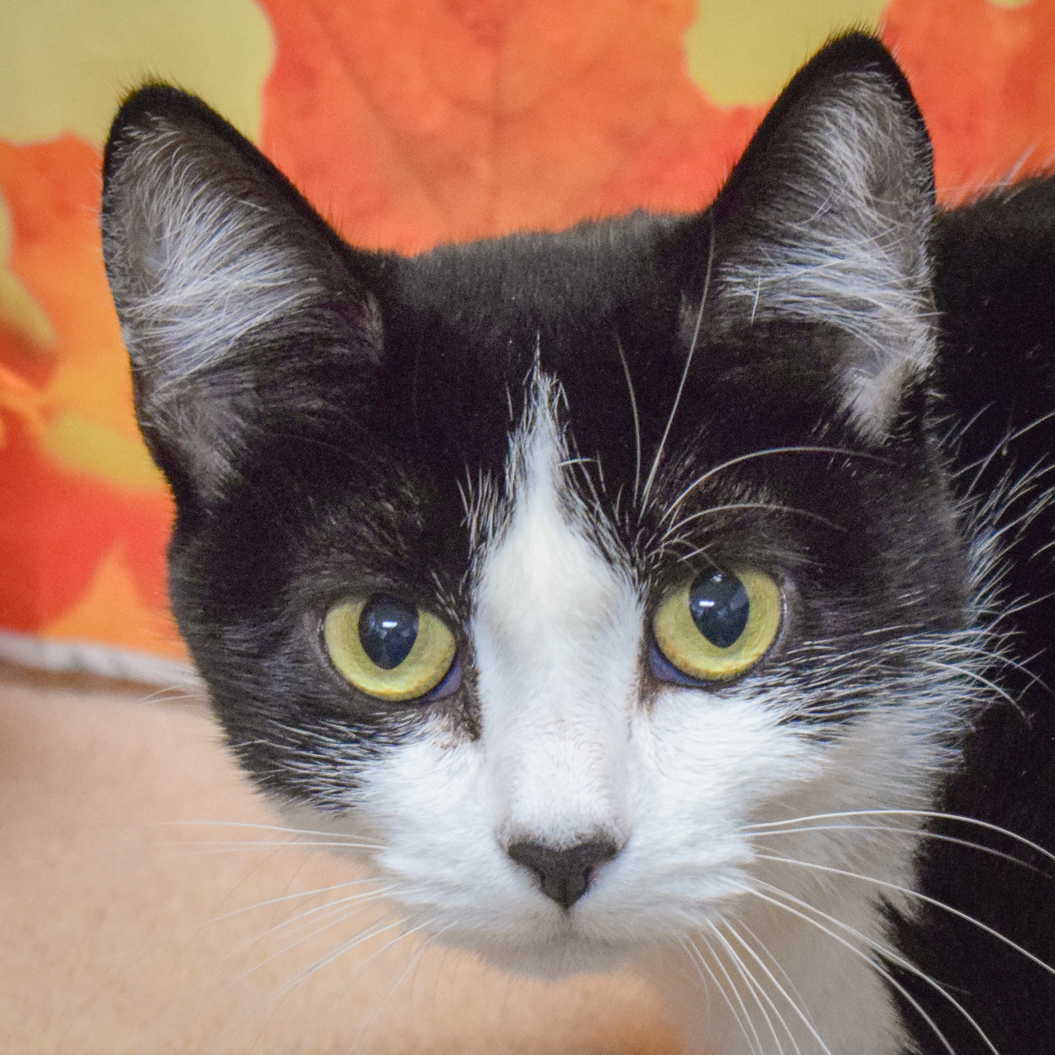 Enlarge Prada, a Adoptable mixed breed in Huntley, IL image 1/5