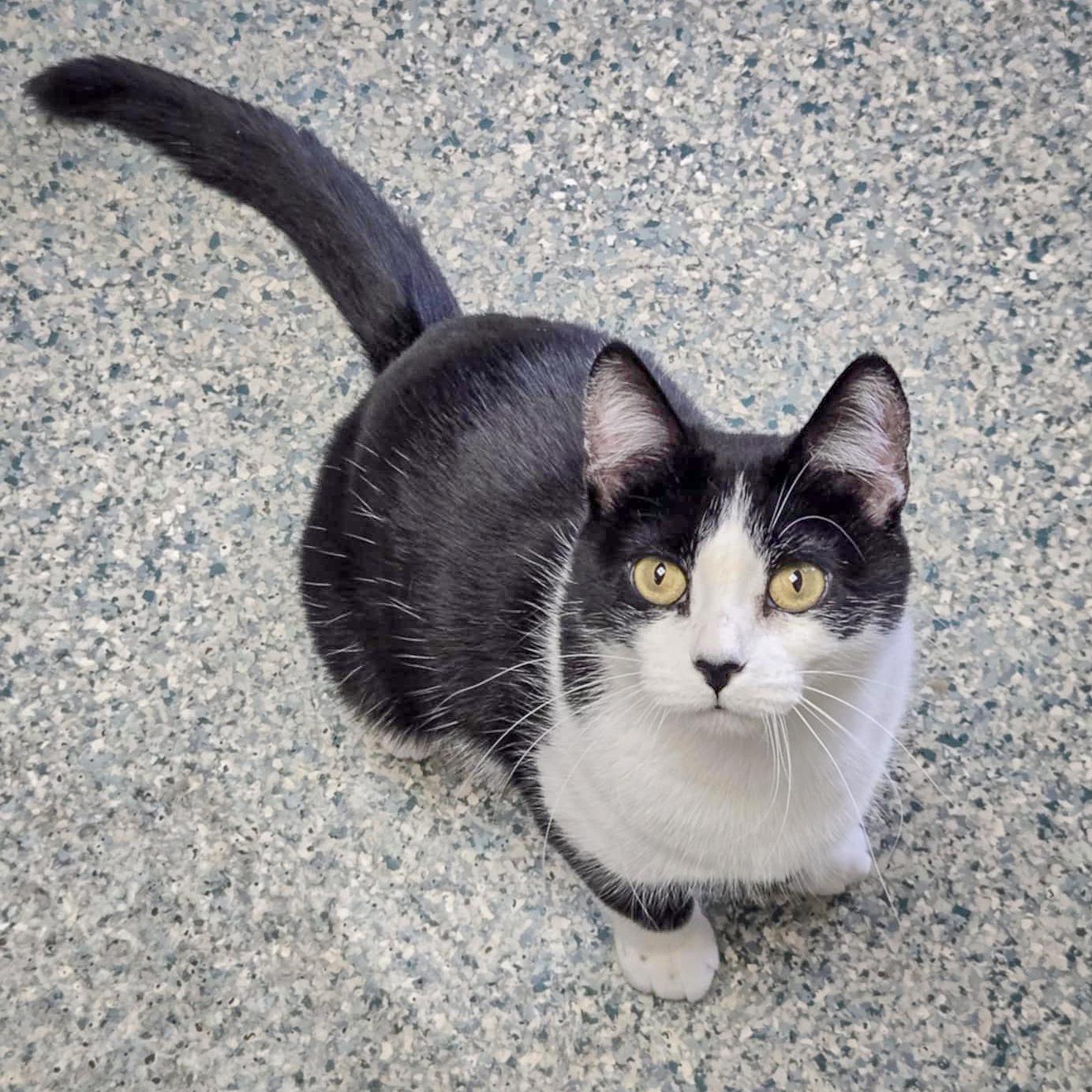 Enlarge Prada, a Adoptable mixed breed in Huntley, IL image 2/5