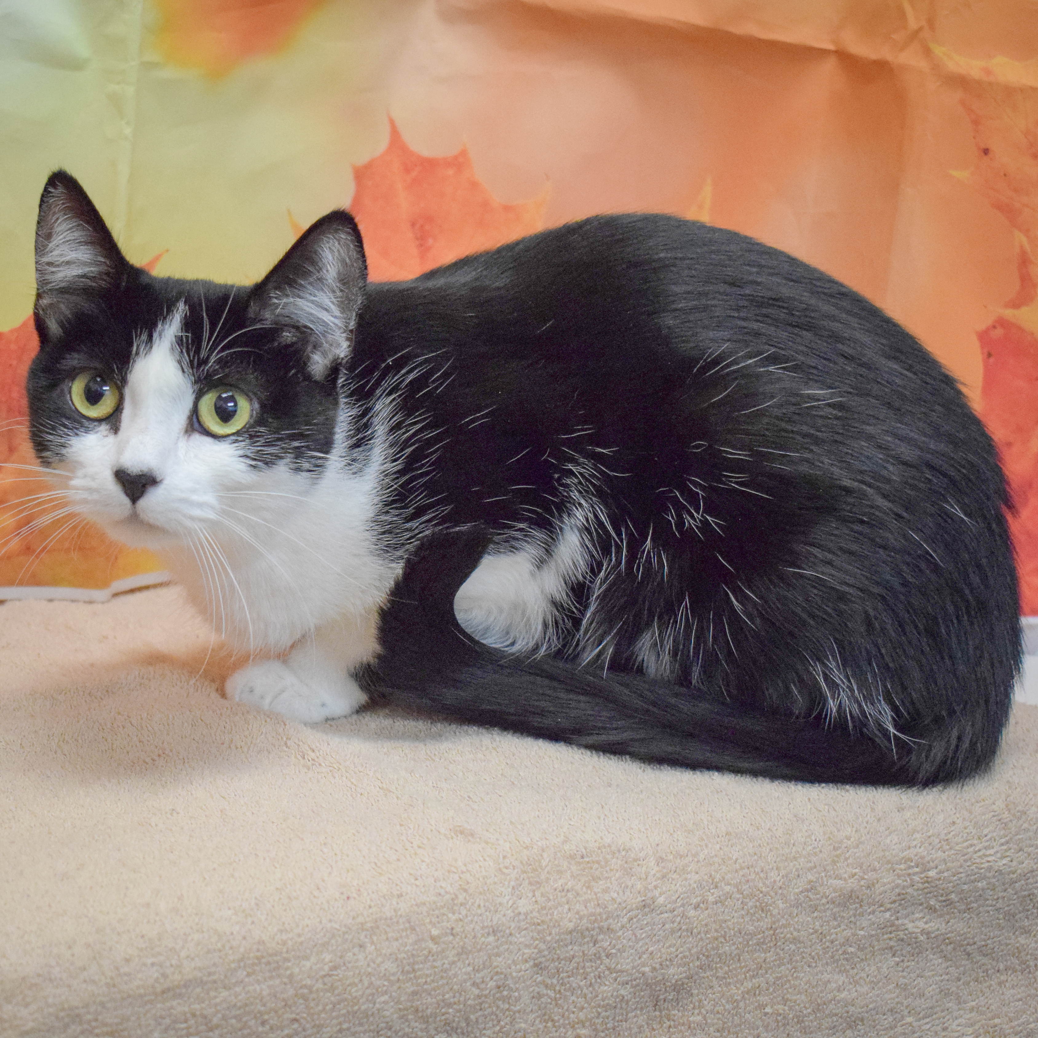 Enlarge Prada, a Adoptable mixed breed in Huntley, IL image 3/5