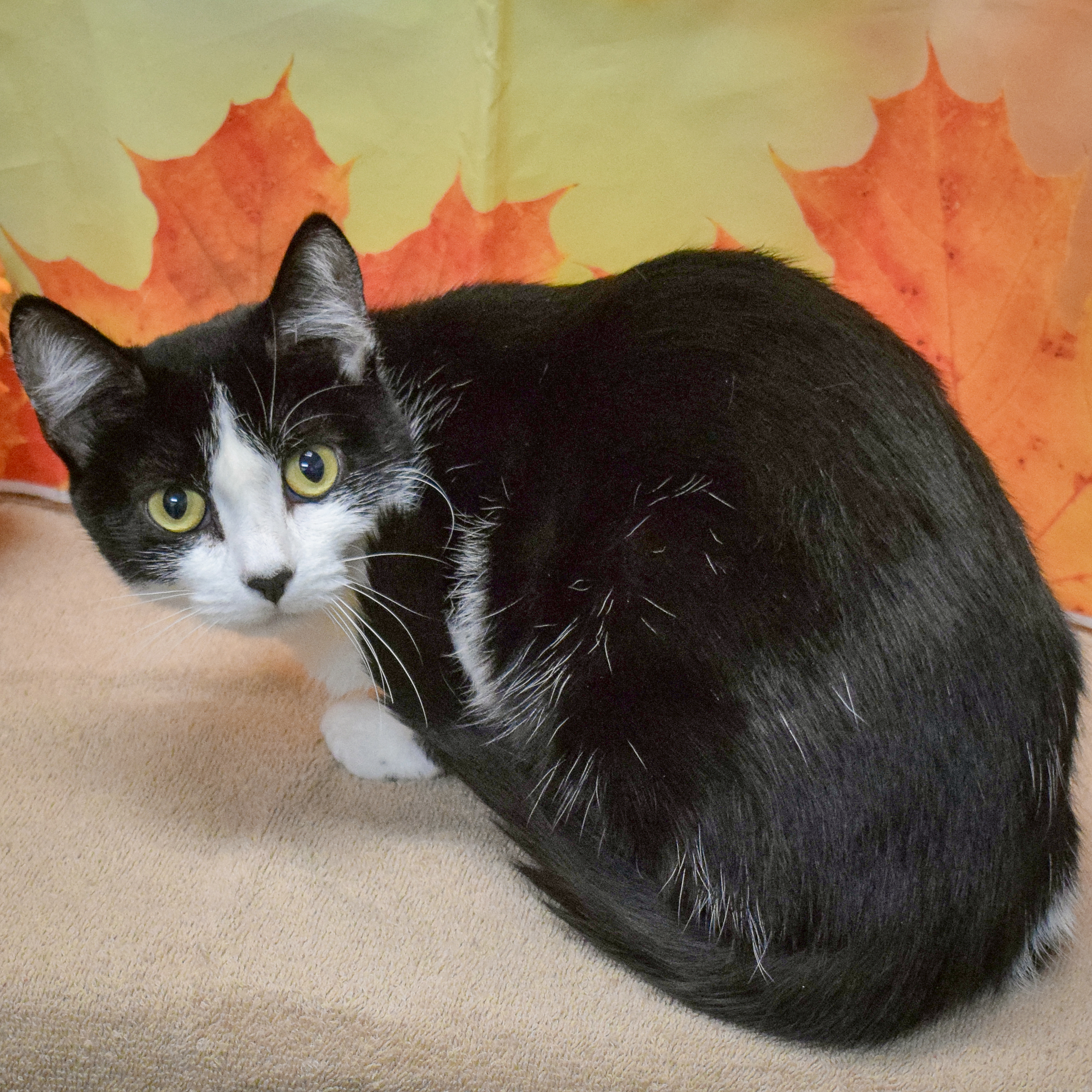 Enlarge Prada, a Adoptable mixed breed in Huntley, IL image 4/5