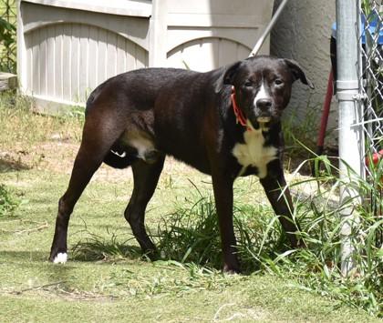 Enlarge Tiny, a Adoptable mixed breed in Inverness, FL image 2/2