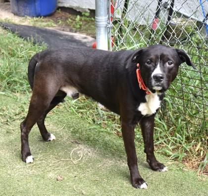 Enlarge Tiny, a Adoptable mixed breed in Inverness, FL image 1/2