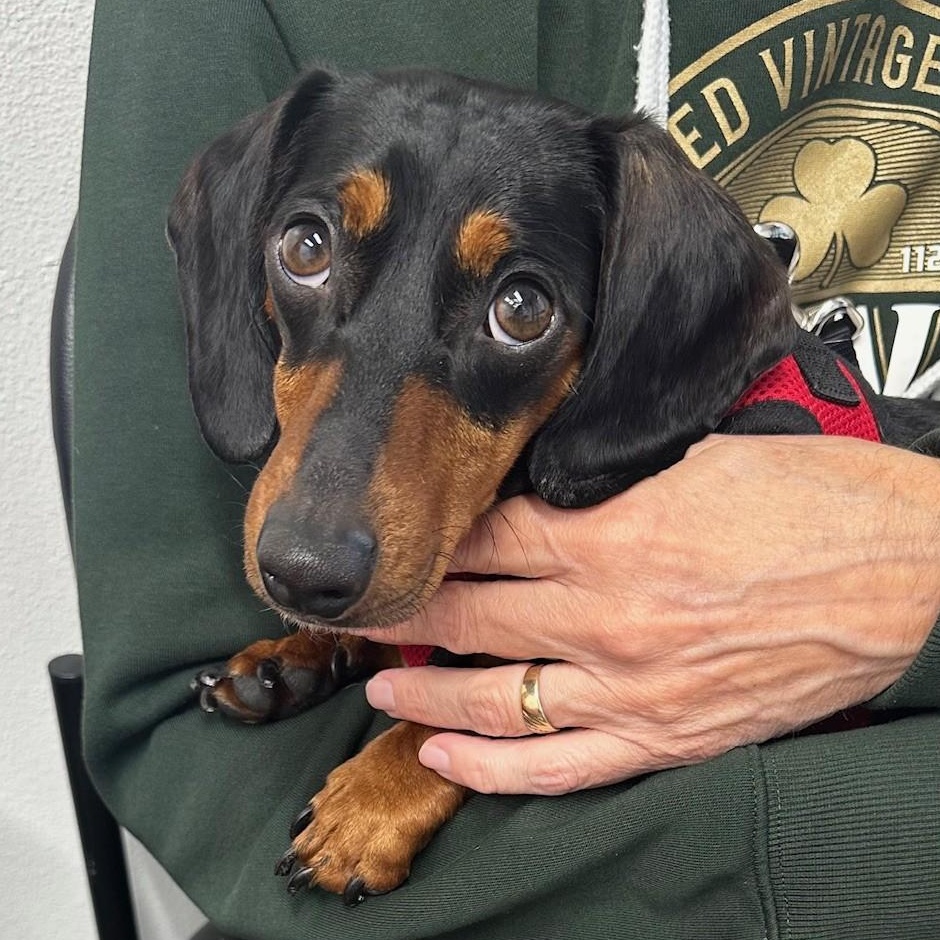 Snoopy (Bonded w/Cookie), ADOPTABLE, Young Male Dachshund.