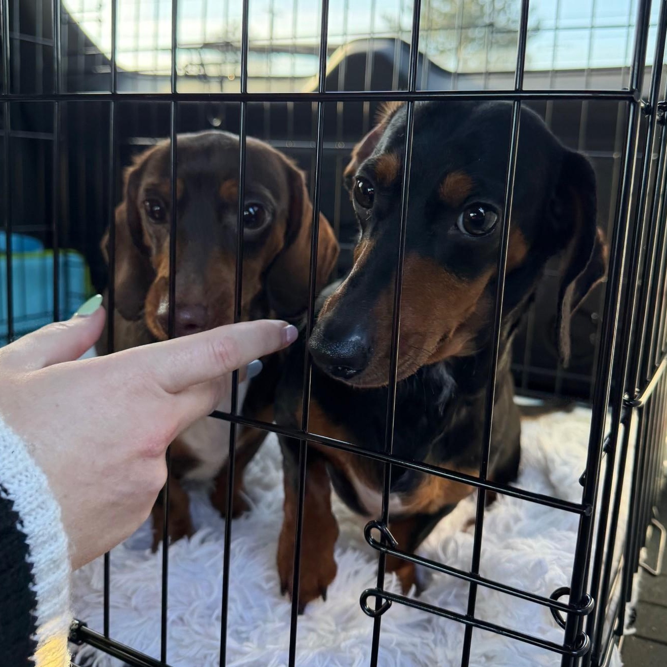 Enlarge Snoopy (Bonded w/Cookie), a ADOPTABLE Dachshund in Portland, OR image 4/4