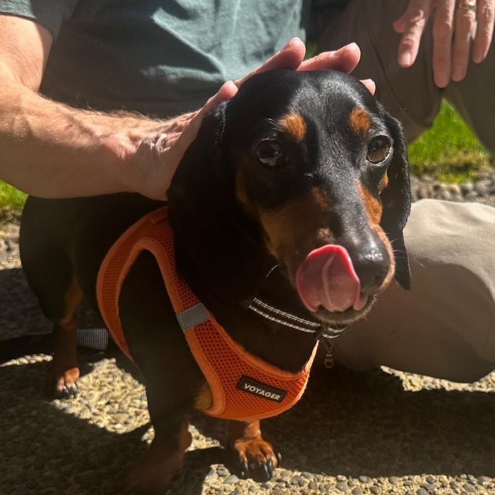 Enlarge Snoopy (Bonded w/Cookie), a ADOPTABLE Dachshund in Portland, OR image 2/4