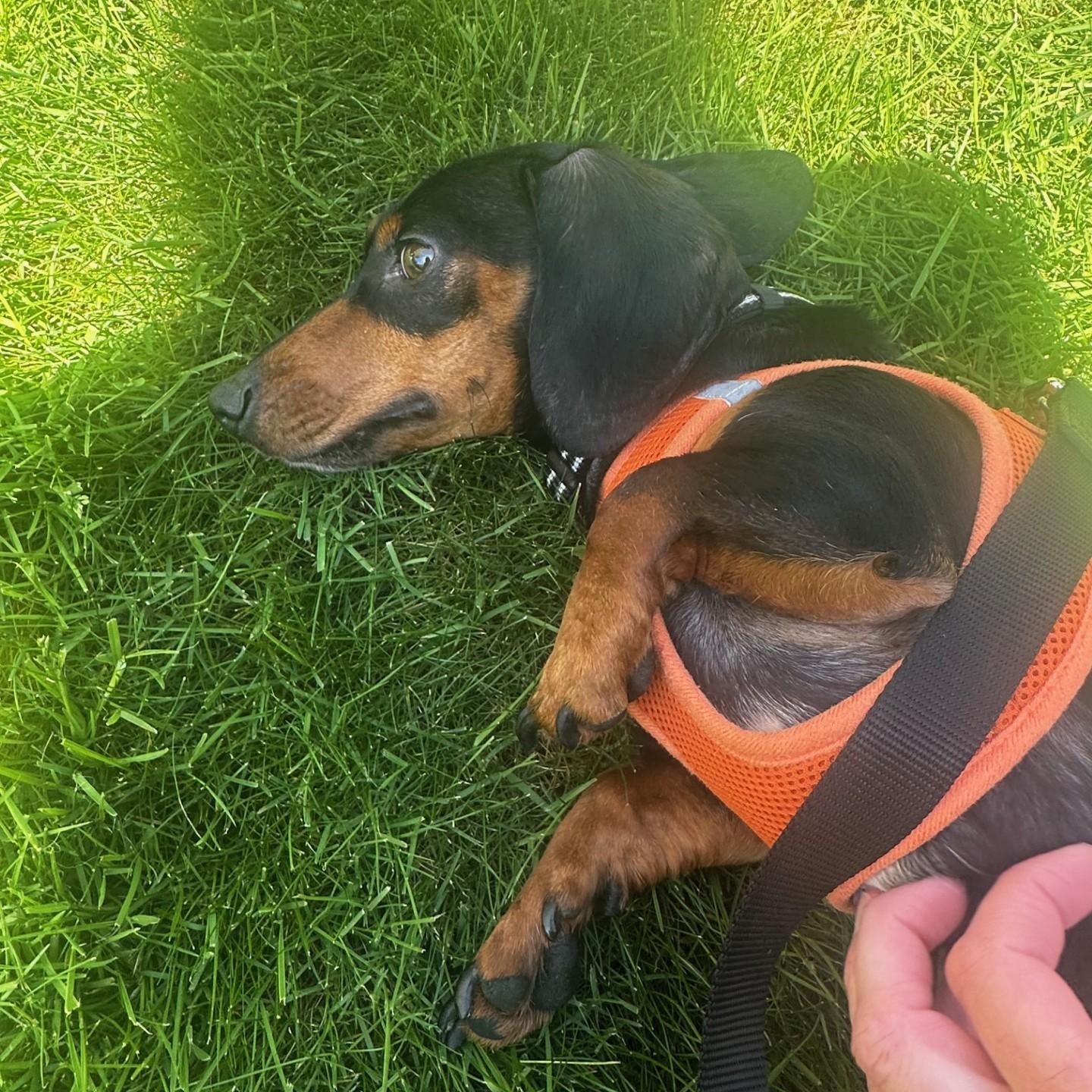 Enlarge Snoopy (Bonded w/Cookie), a ADOPTABLE Dachshund in Portland, OR image 3/4