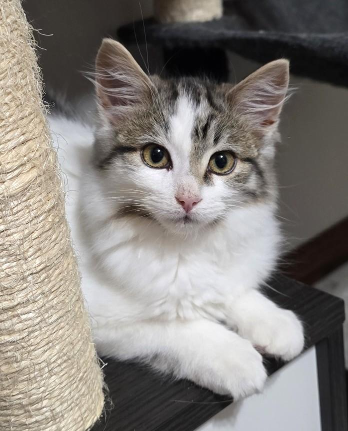 Enlarge Athena, an adoption pending Domestic Medium Hair in Guelph, ON image 1/6