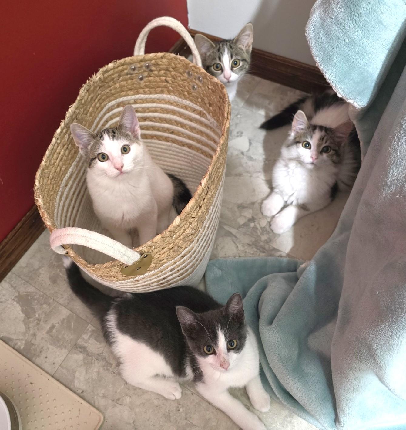 Enlarge Athena, an adoption pending Domestic Medium Hair in Guelph, ON image 2/6