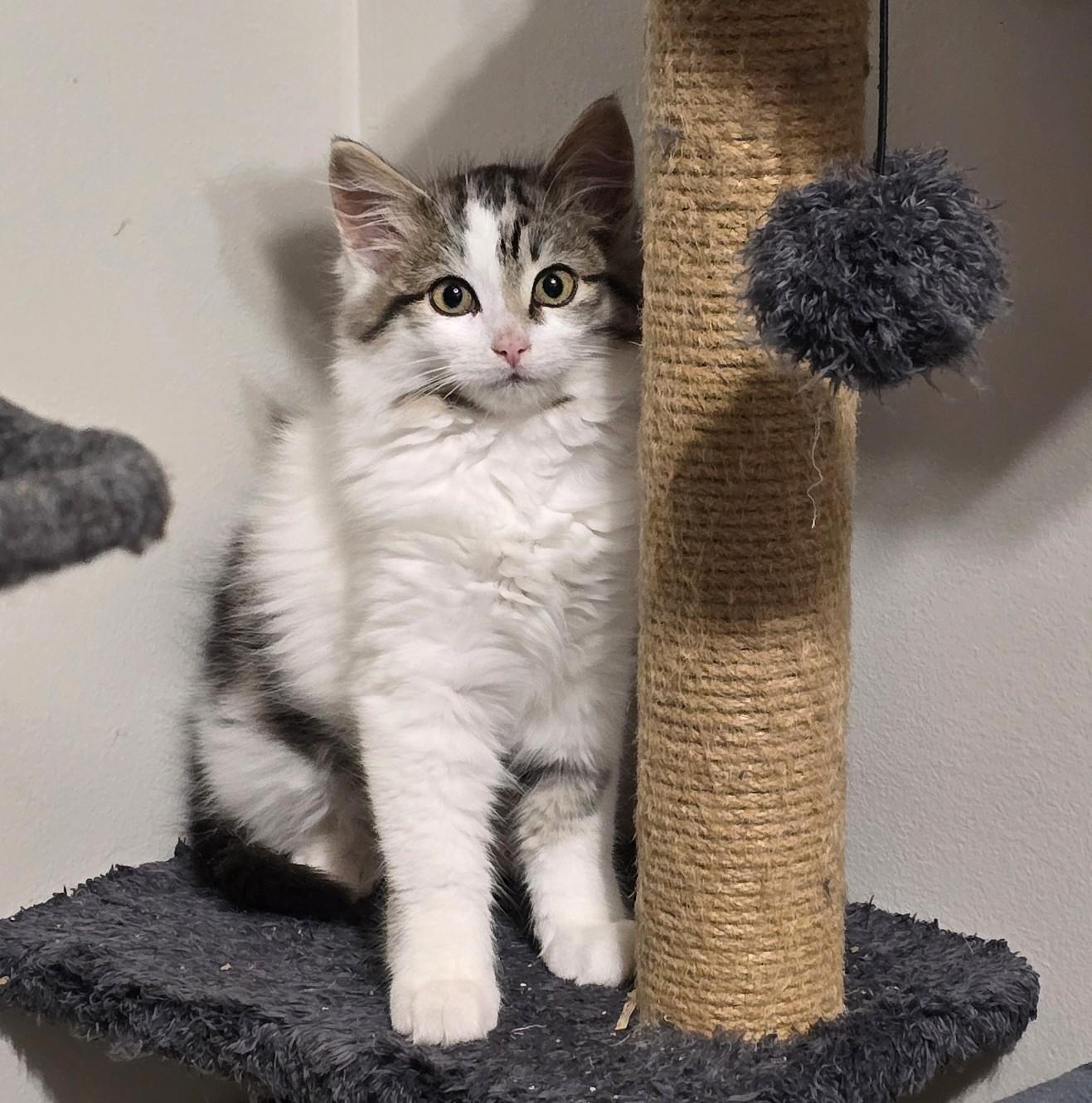 Enlarge Athena, an adoption pending Domestic Medium Hair in Guelph, ON image 3/6