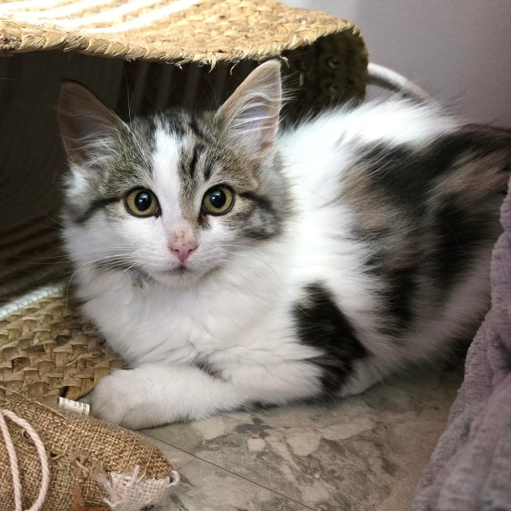 Enlarge Athena, an adoption pending Domestic Medium Hair in Guelph, ON image 4/6