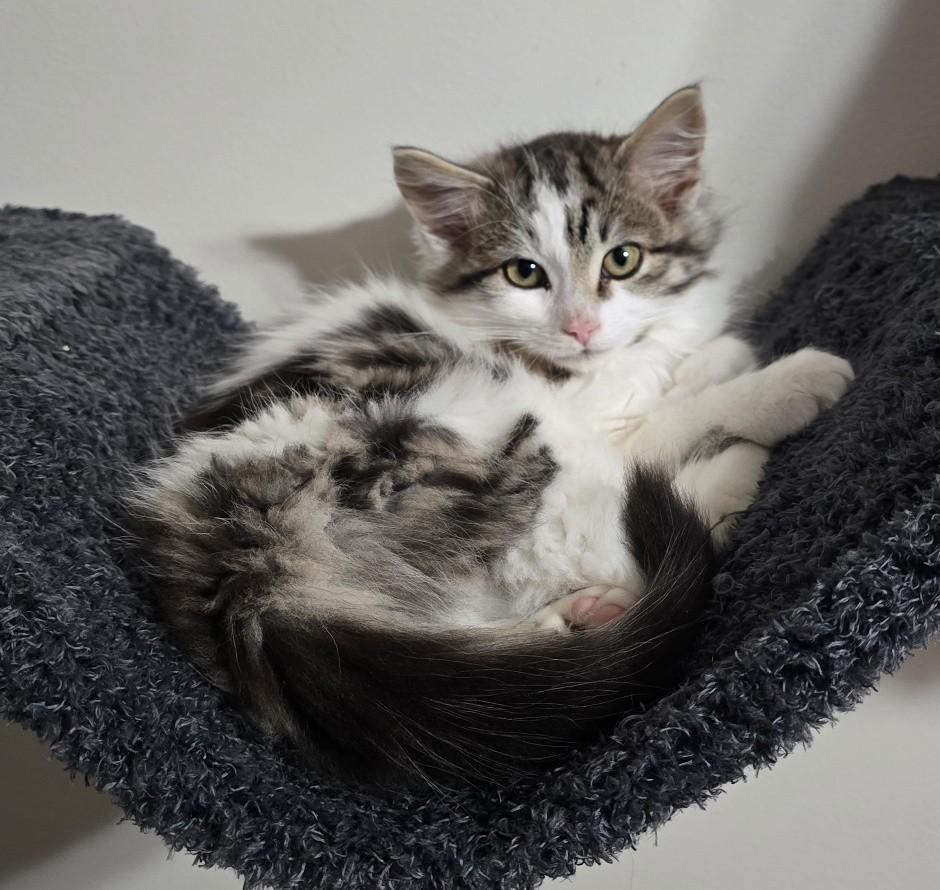 Enlarge Athena, an adoption pending Domestic Medium Hair in Guelph, ON image 5/6