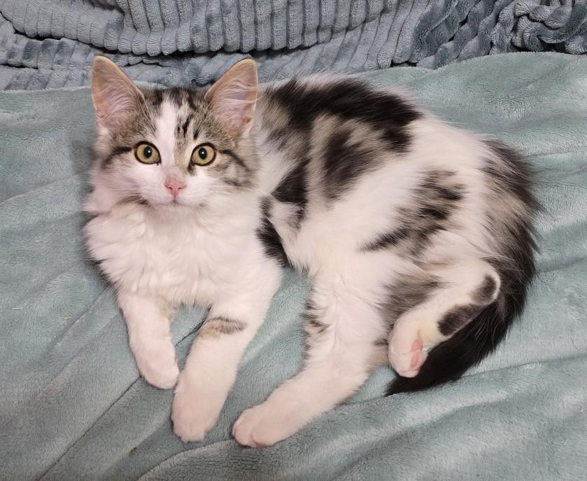 Enlarge Athena, an adoption pending Domestic Medium Hair in Guelph, ON image 6/6