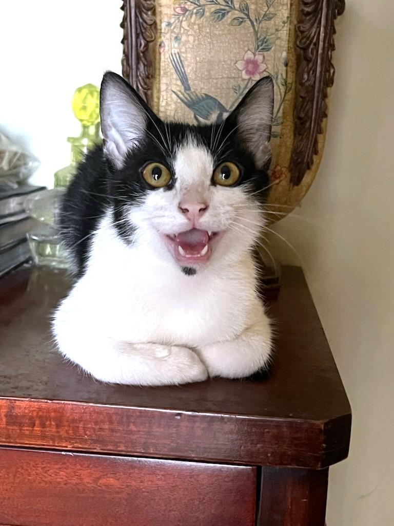 Figaro, a Adoptable Domestic Short Hair in Yorba Linda, CA image 3/3